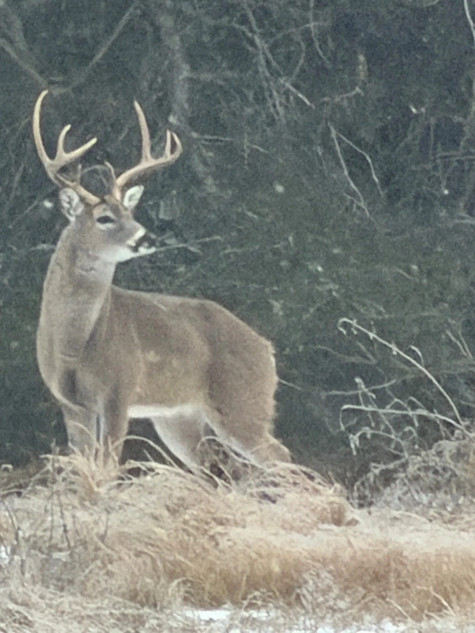 View of Deer on Property