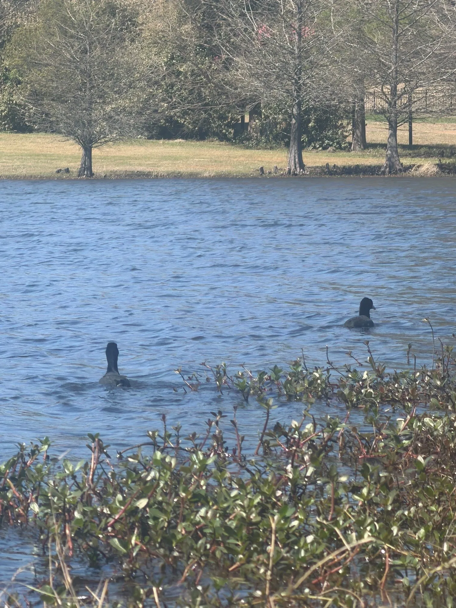 Lake Athens Nearby