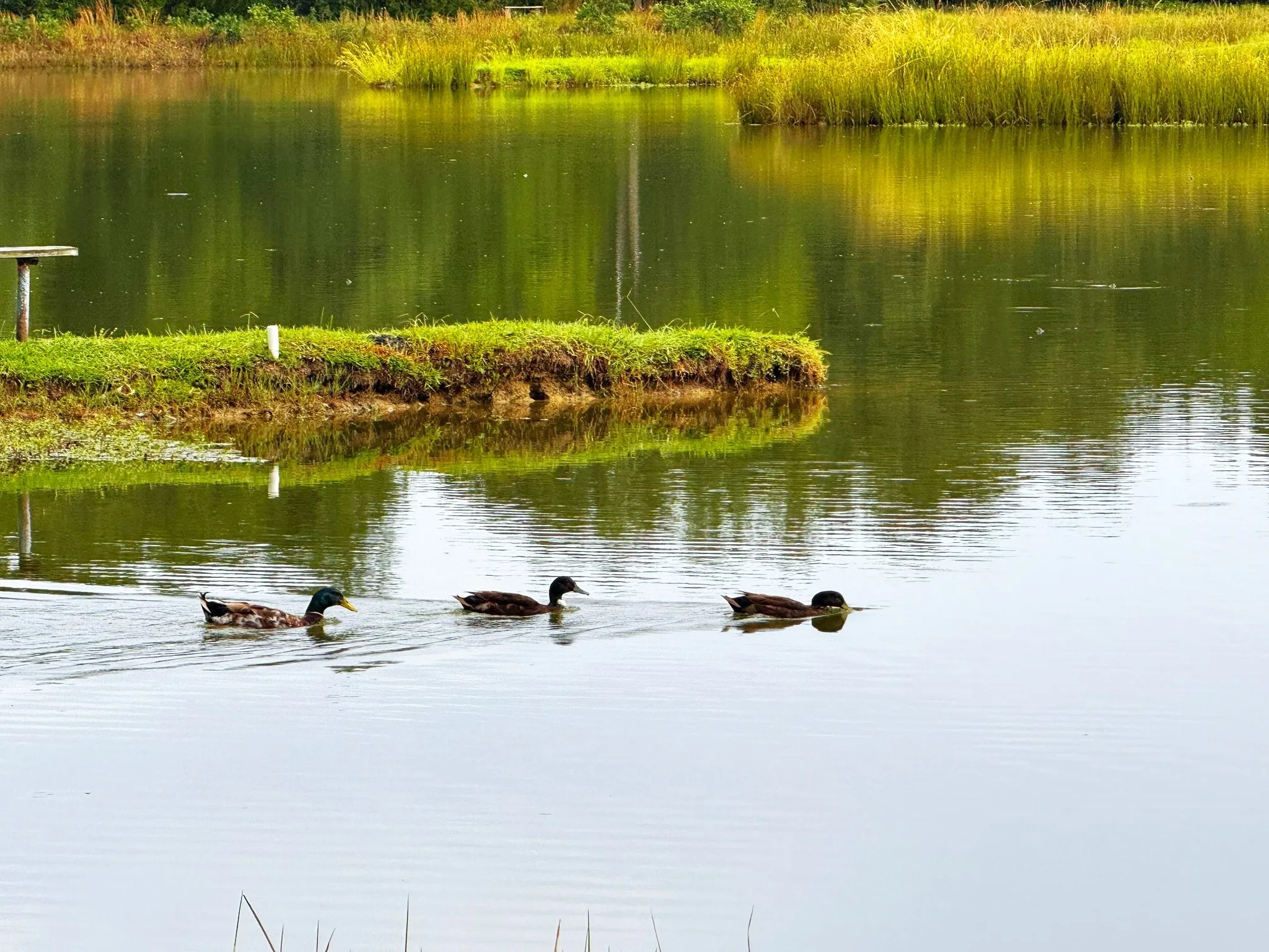 Community Ducks