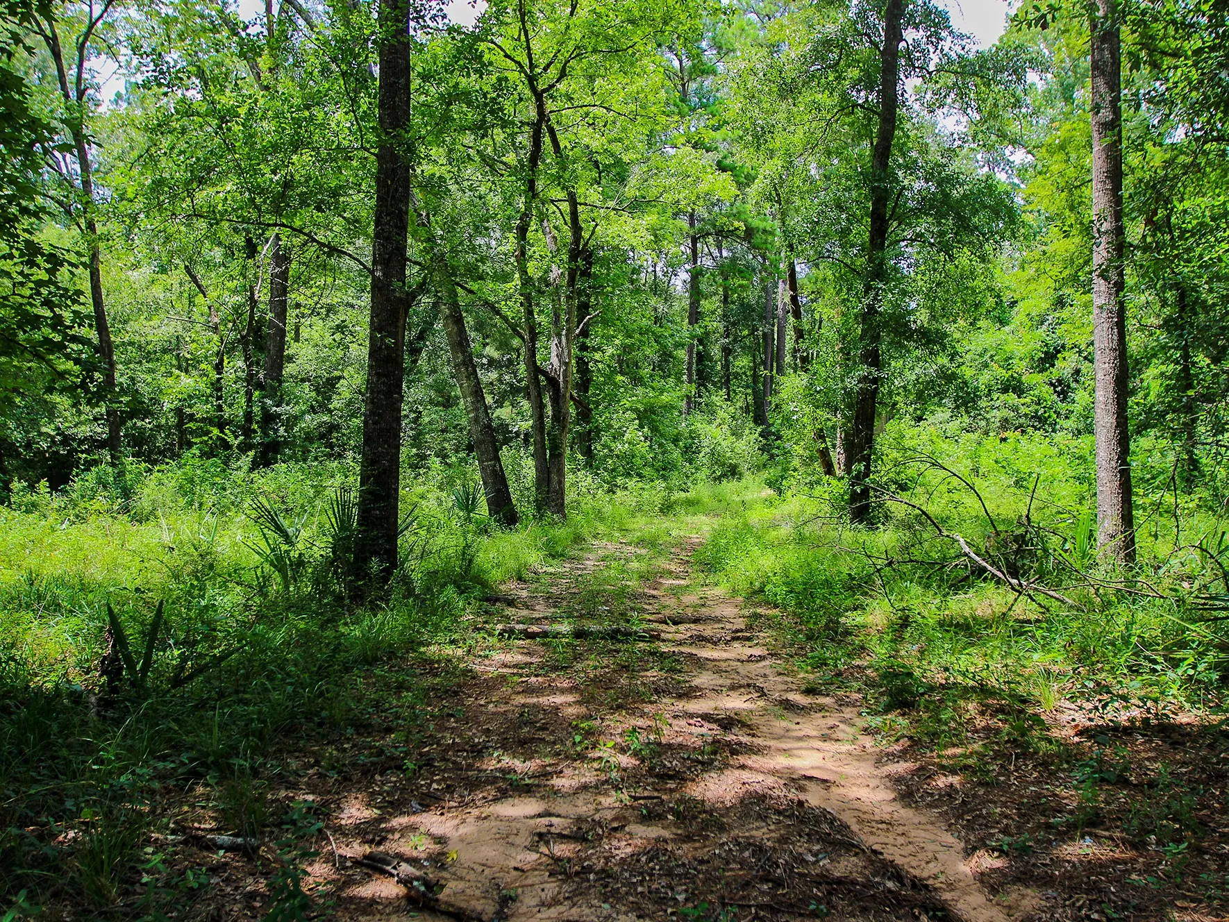 Improved Land For Sale in Walker County , 105 Gourd Creek Drive, Huntsville, Texas 77340, 0, 0, Garage spaces, 0 Sqft, built in 0, mls#21330088, Real Estate Agent in Huntsville, Homes For Sale in Walker county, Homes For Sale in Huntsville, Realtor in Huntsville Texas, Real Estate Brokerage Independent Realty Texas, Luminita Cordes Realtor