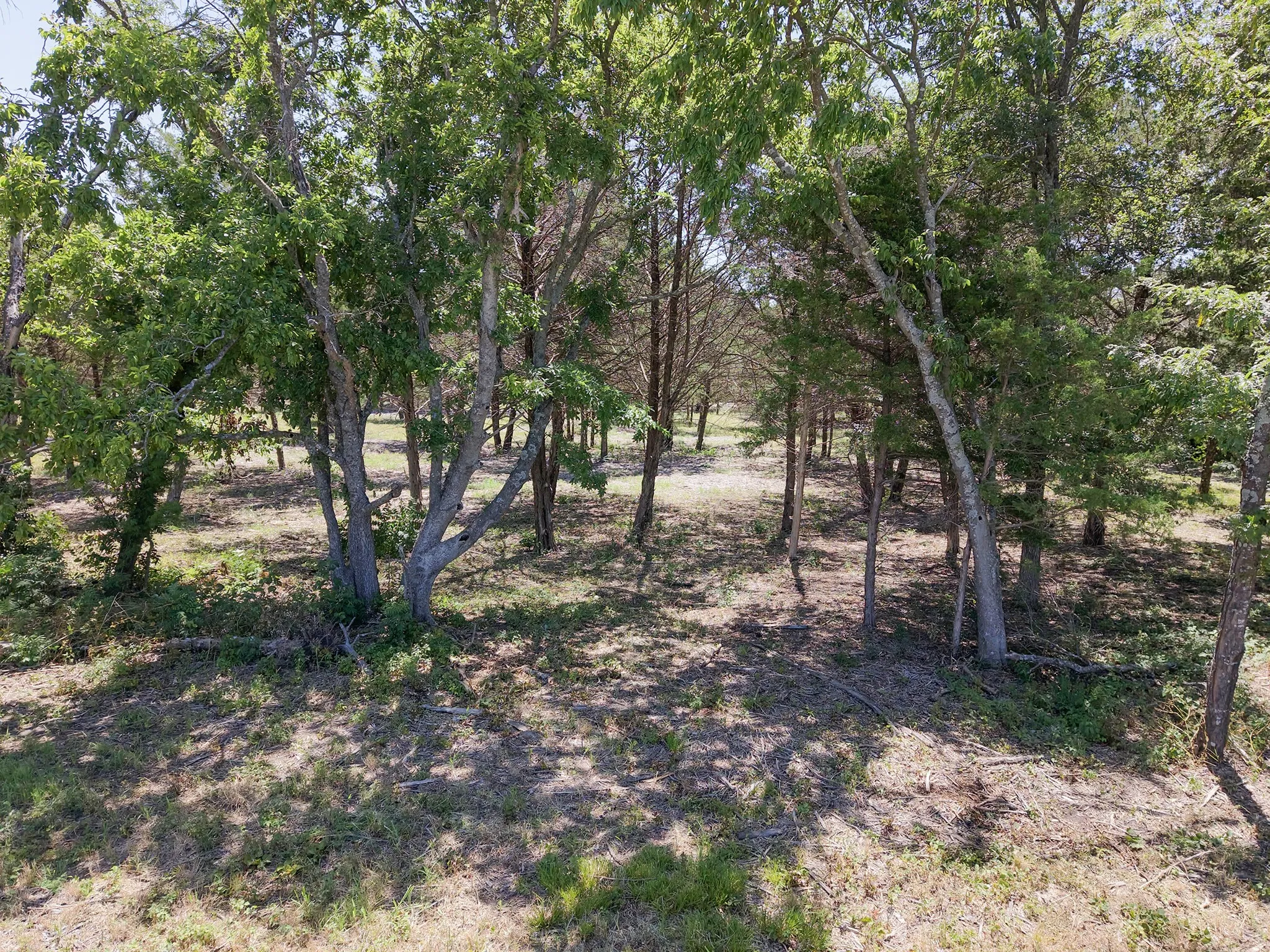 Wooded property with mature trees and natural ground cover