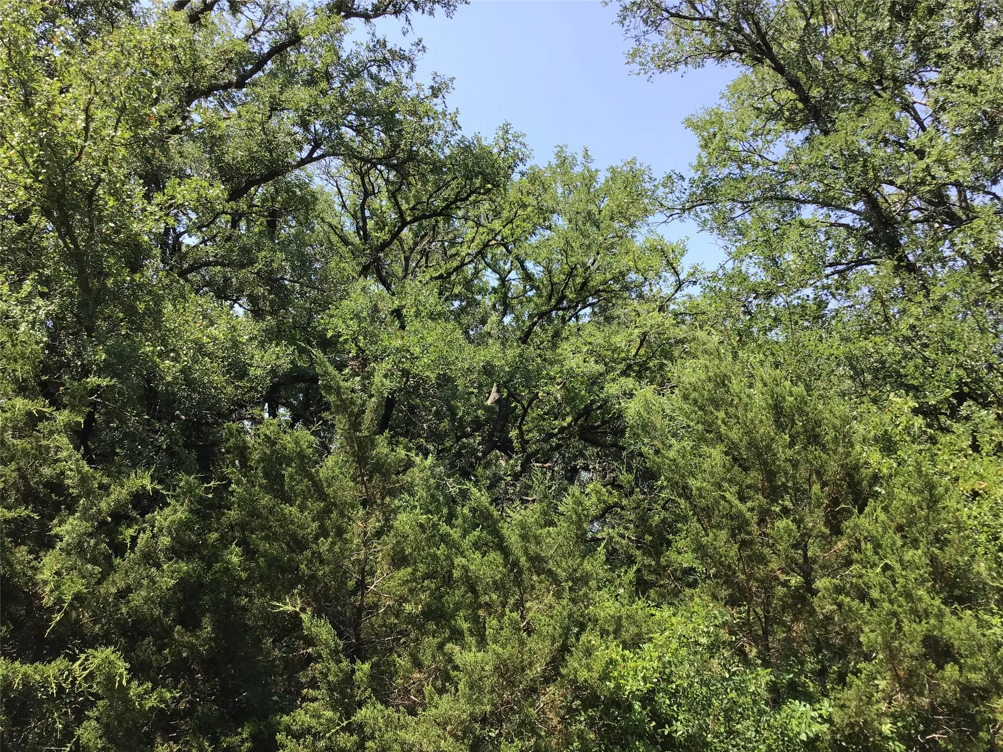 Unimproved Land For Sale in Hill County , 44021 Fringewood Drive, Whitney, Texas 76692, 0, 0, Garage spaces, 0 Sqft, built in 0, Price $15,000, mls#21329138, Real Estate Agent in Whitney, Homes For Sale in Hill county, Homes For Sale in Whitney, Realtor in Whitney Texas, Real Estate Brokerage Independent Realty Texas, Luminita Cordes Realtor