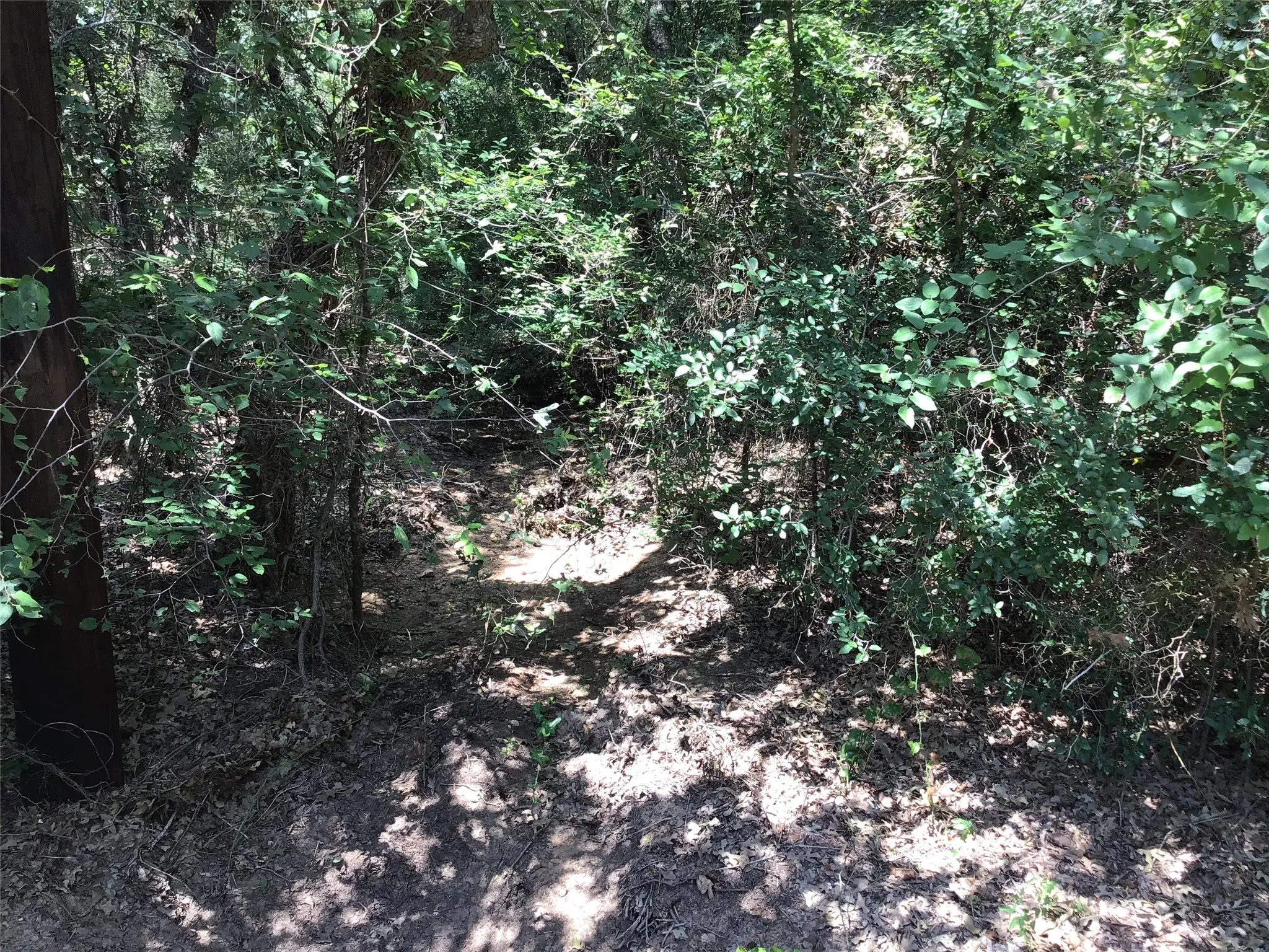Unimproved Land For Sale in Hill County , 44021 Fringewood Drive, Whitney, Texas 76692, 0, 0, Garage spaces, 0 Sqft, built in 0, Price $15,000, mls#21329138, Real Estate Agent in Whitney, Homes For Sale in Hill county, Homes For Sale in Whitney, Realtor in Whitney Texas, Real Estate Brokerage Independent Realty Texas, Luminita Cordes Realtor