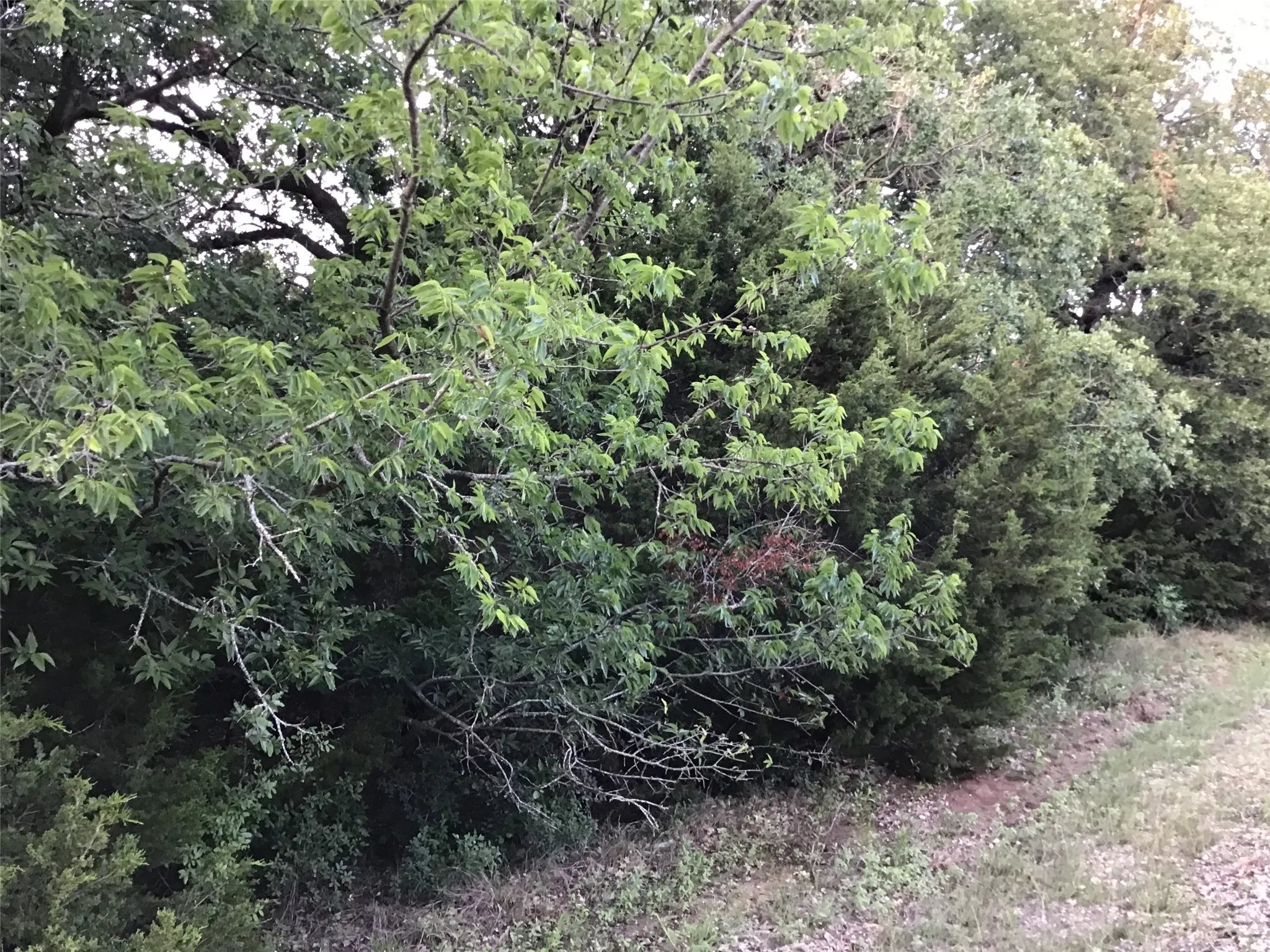 Unimproved Land For Sale in Hill County , 44021 Fringewood Drive, Whitney, Texas 76692, 0, 0, Garage spaces, 0 Sqft, built in 0, Price $15,000, mls#21329138, Real Estate Agent in Whitney, Homes For Sale in Hill county, Homes For Sale in Whitney, Realtor in Whitney Texas, Real Estate Brokerage Independent Realty Texas, Luminita Cordes Realtor