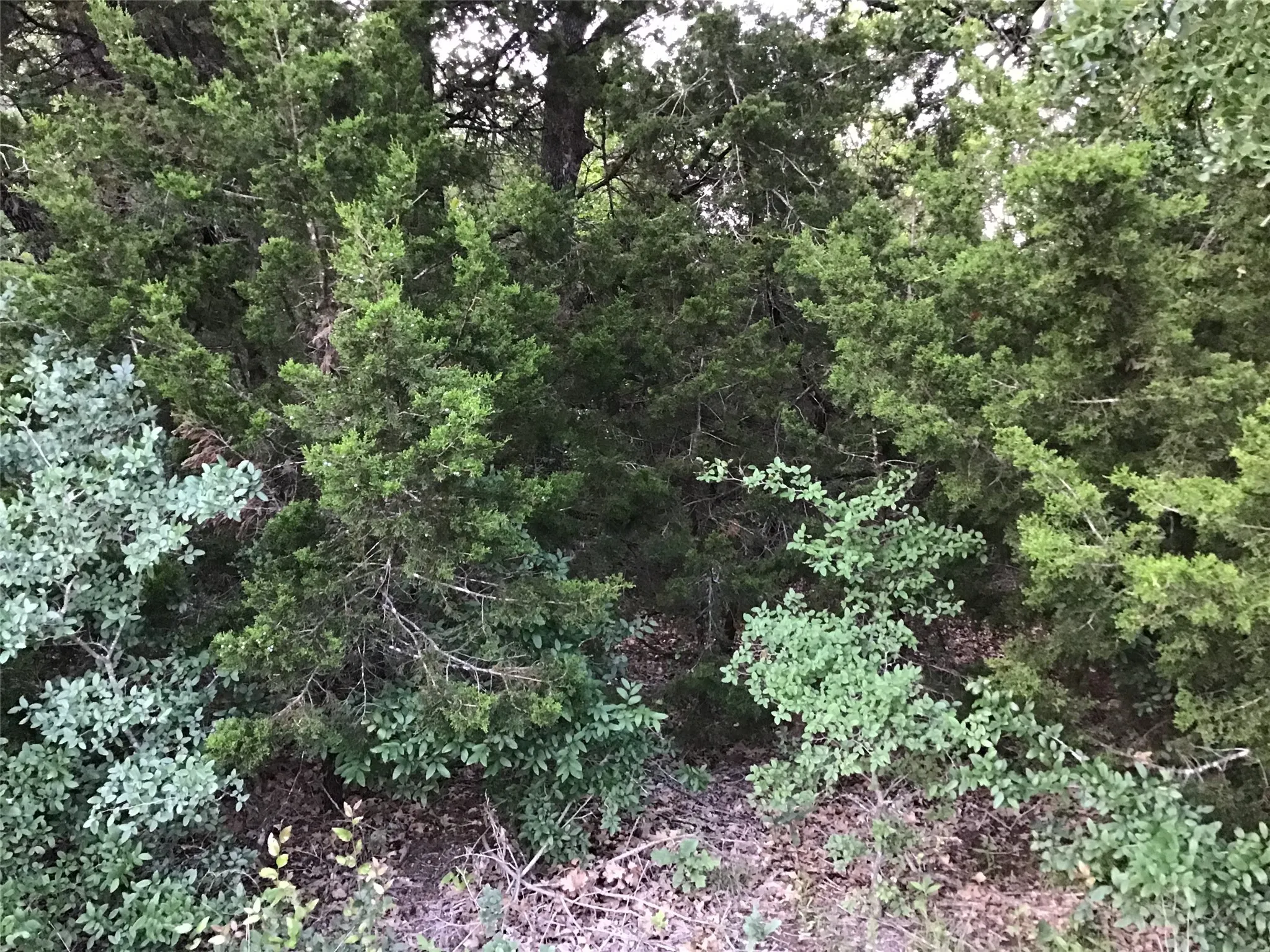 Unimproved Land For Sale in Hill County , 44021 Fringewood Drive, Whitney, Texas 76692, 0, 0, Garage spaces, 0 Sqft, built in 0, Price $15,000, mls#21329138, Real Estate Agent in Whitney, Homes For Sale in Hill county, Homes For Sale in Whitney, Realtor in Whitney Texas, Real Estate Brokerage Independent Realty Texas, Luminita Cordes Realtor