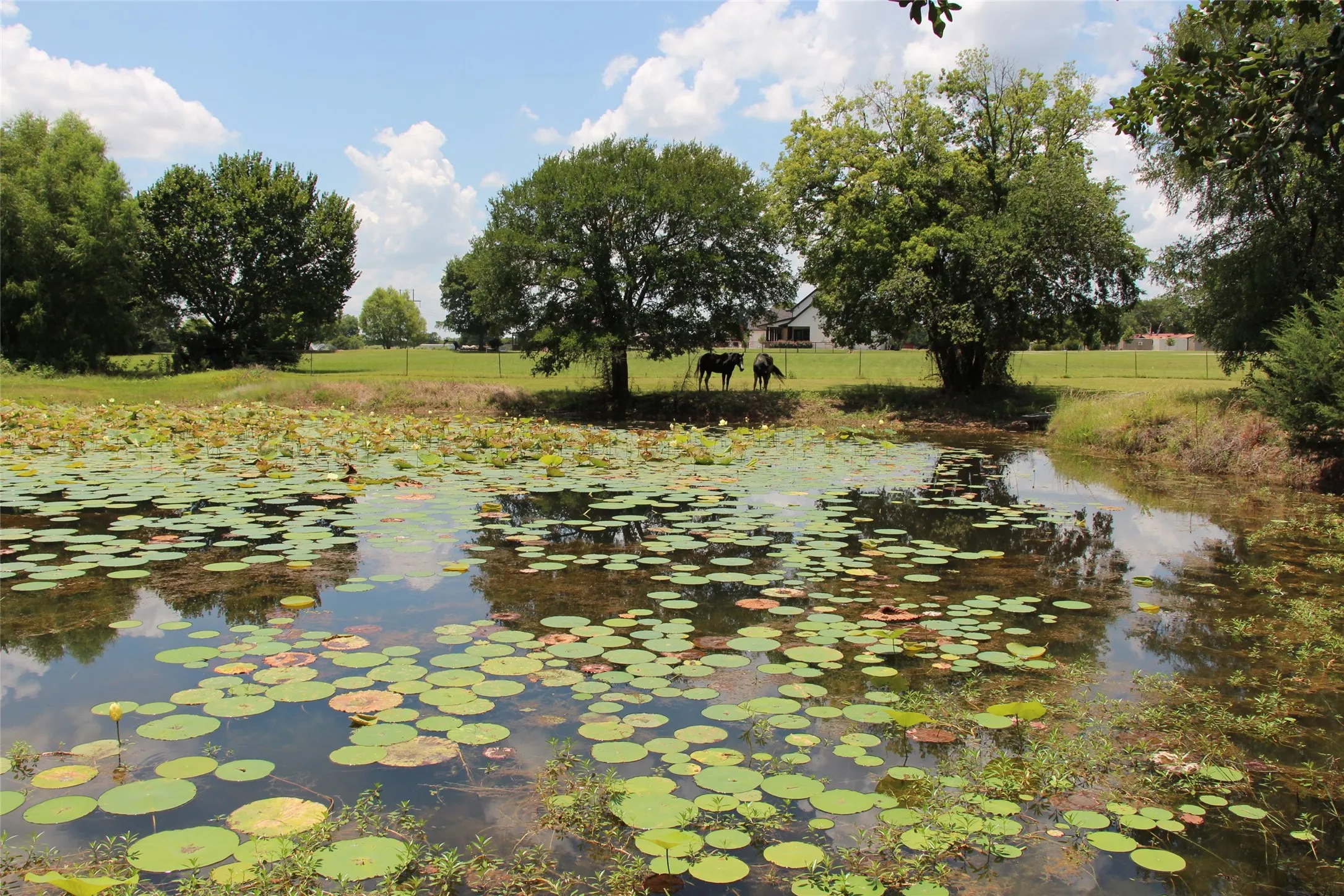 Stocked pond with spring