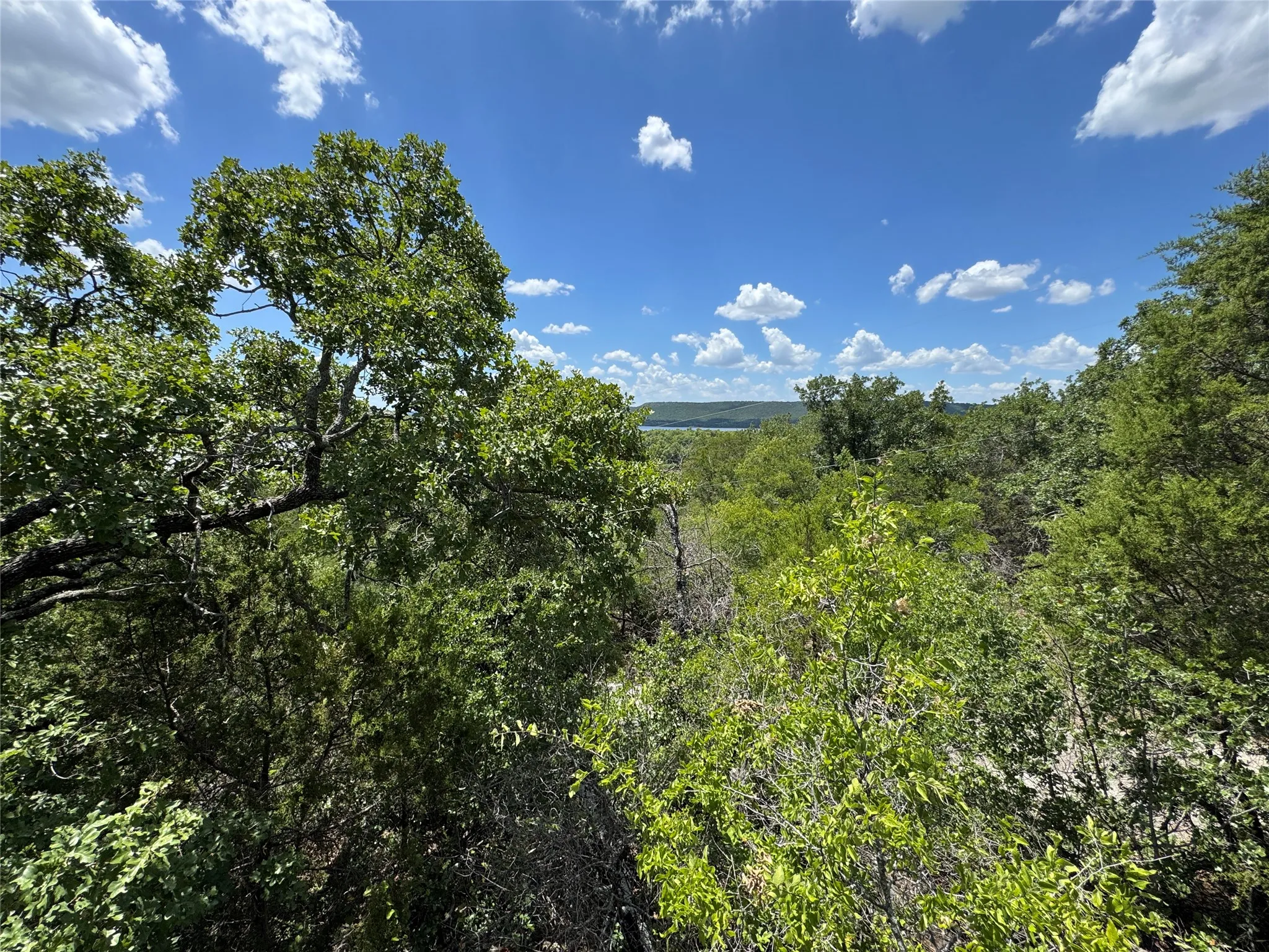 Expansive natural landscape featuring lush green foliage and mature trees