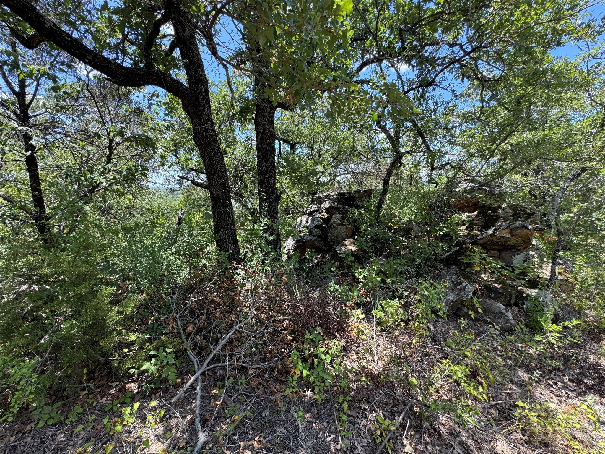 Mature trees with dense foliage, natural rock formations, and varied ground vegetation