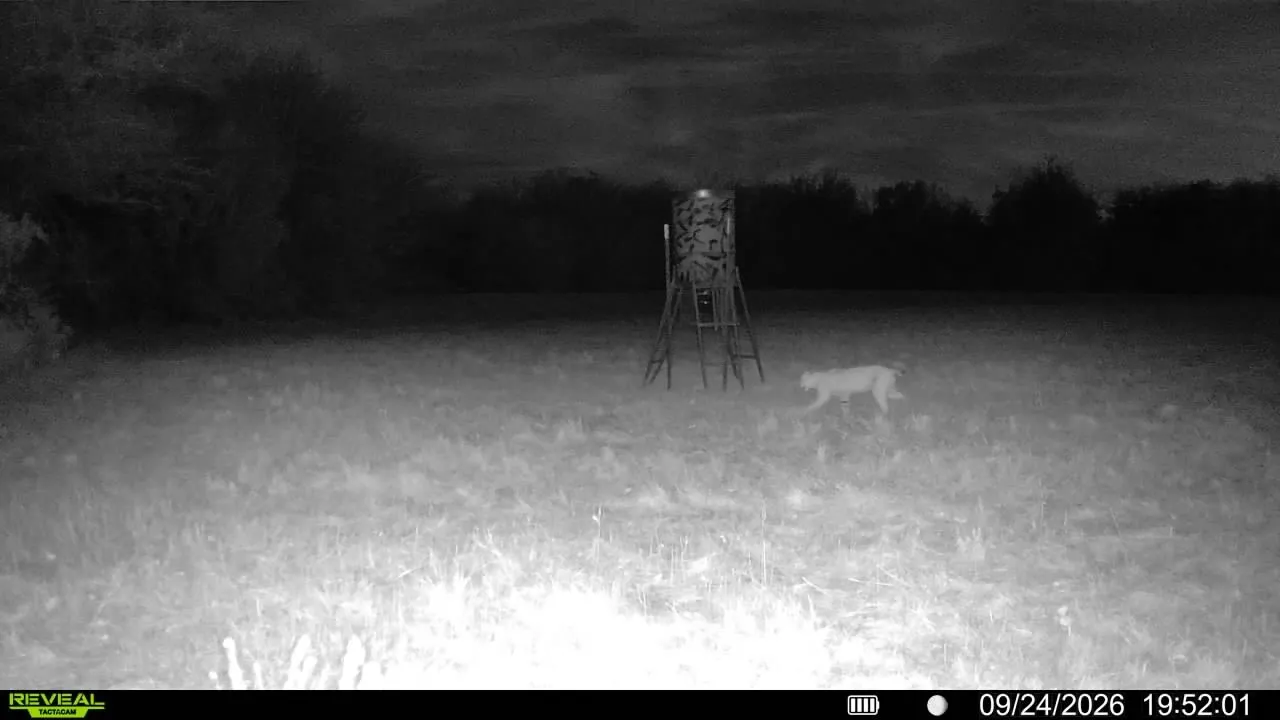Bobcat