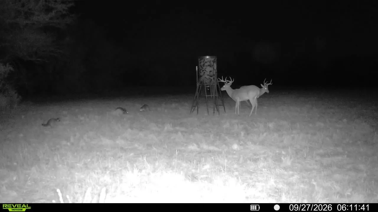 White Tail Deer