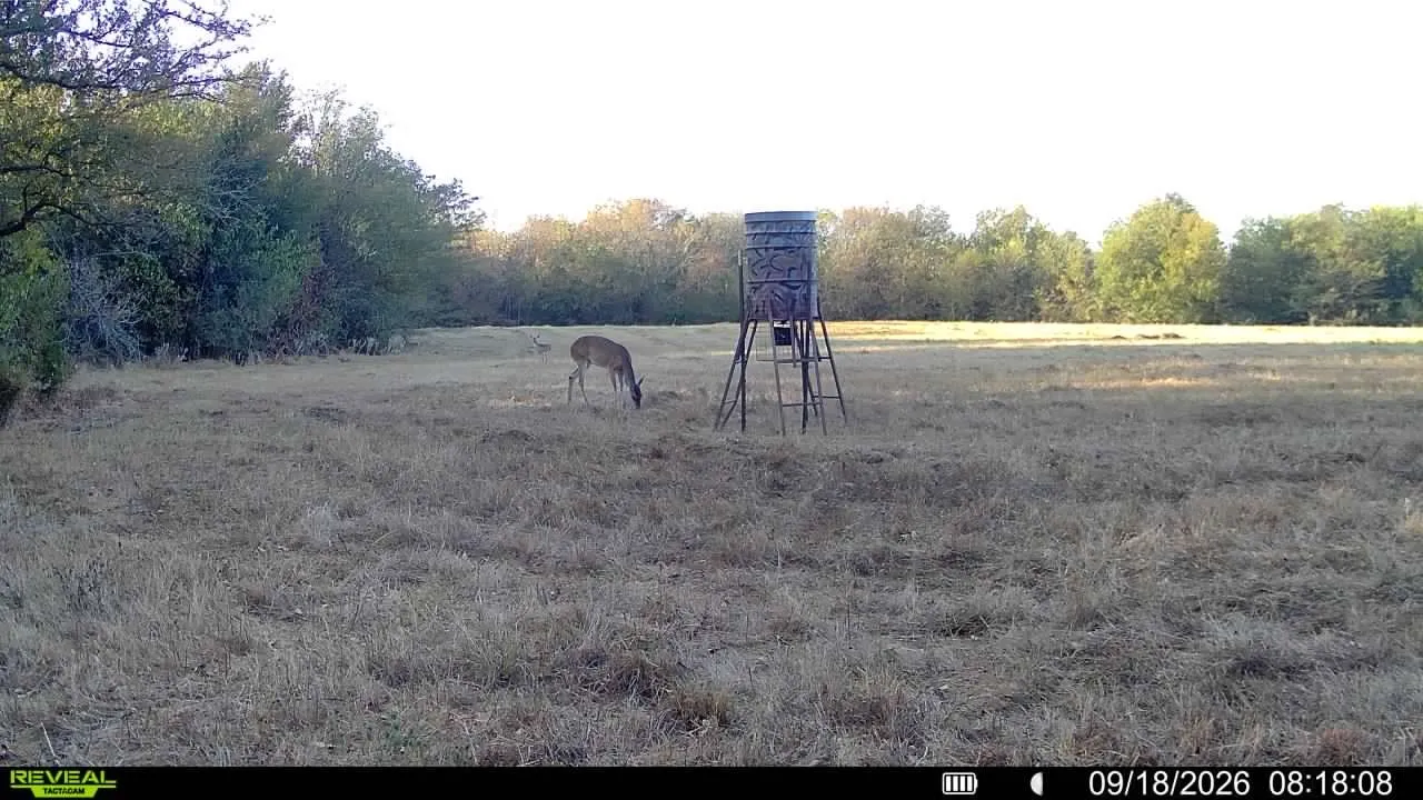 White Tail Deer