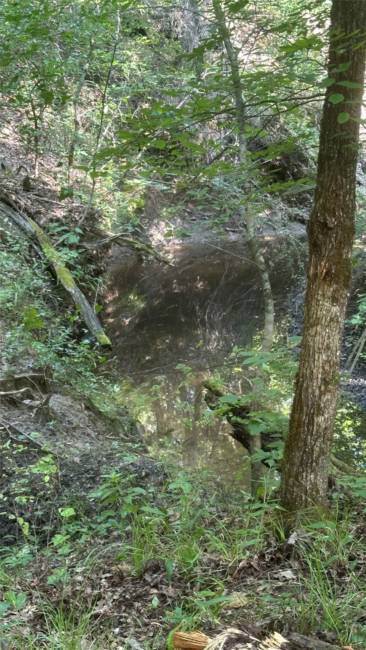 Seasonal Creek