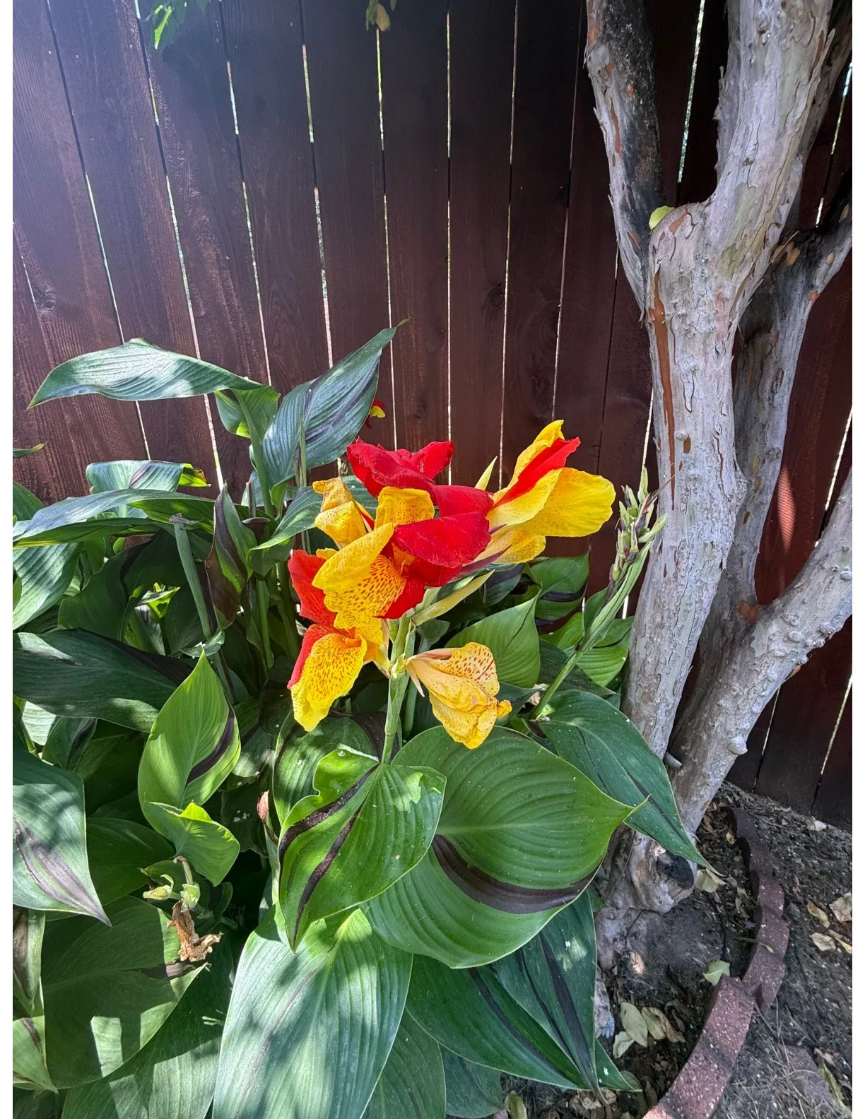 Gorgeous bi-colored cannas!  Have you ever seen one like this before?!