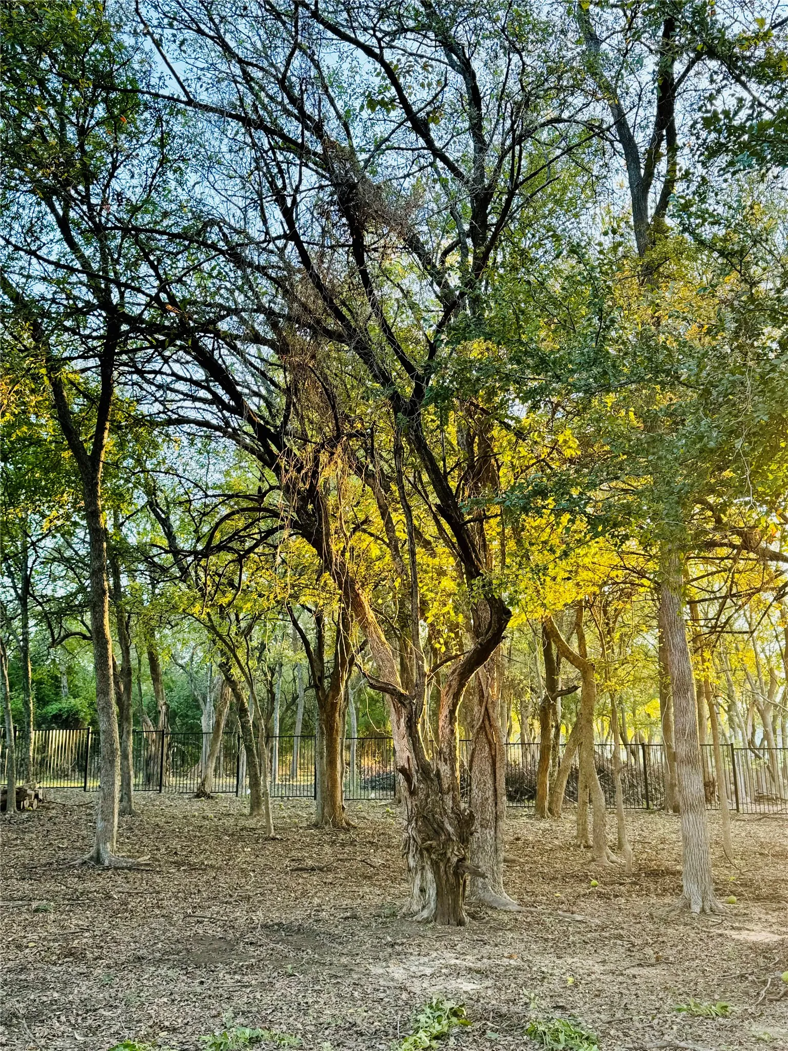Wooded acreage featuring a variety of mature trees and a perimeter fence