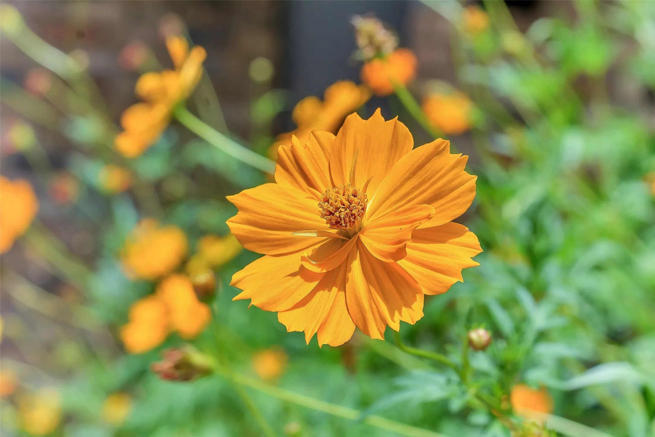 The beautiful flowers out front