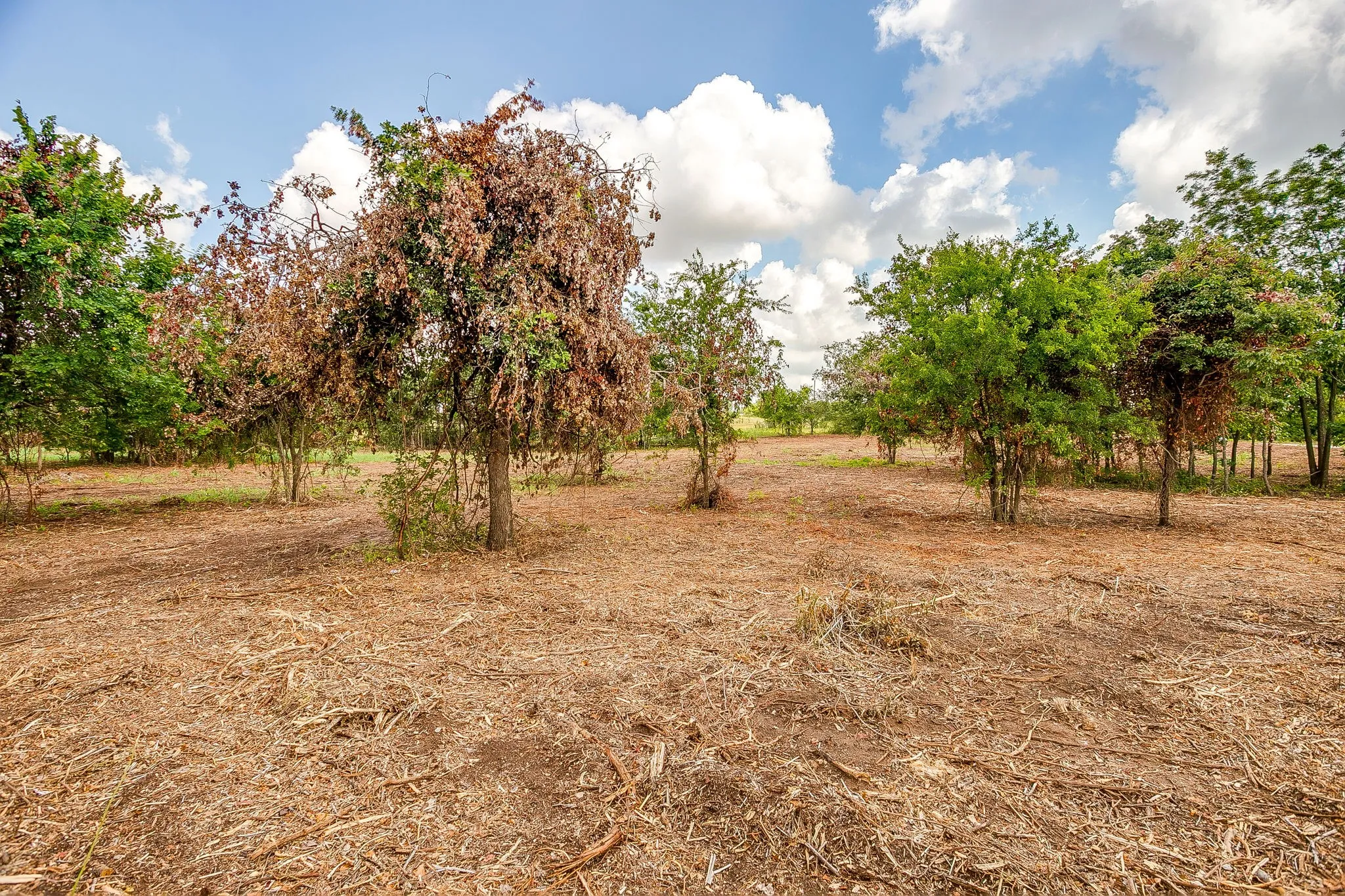 Unimproved Land For Sale in Parker County , 890 Clover Drive, Poolville, Texas 76487, 0, 0, Garage spaces, 0 Sqft, built in 0, mls#21331395, Real Estate Agent in Poolville, Homes For Sale in Parker county, Homes For Sale in Poolville, Realtor in Poolville Texas, Real Estate Brokerage Independent Realty Texas, Luminita Cordes Realtor