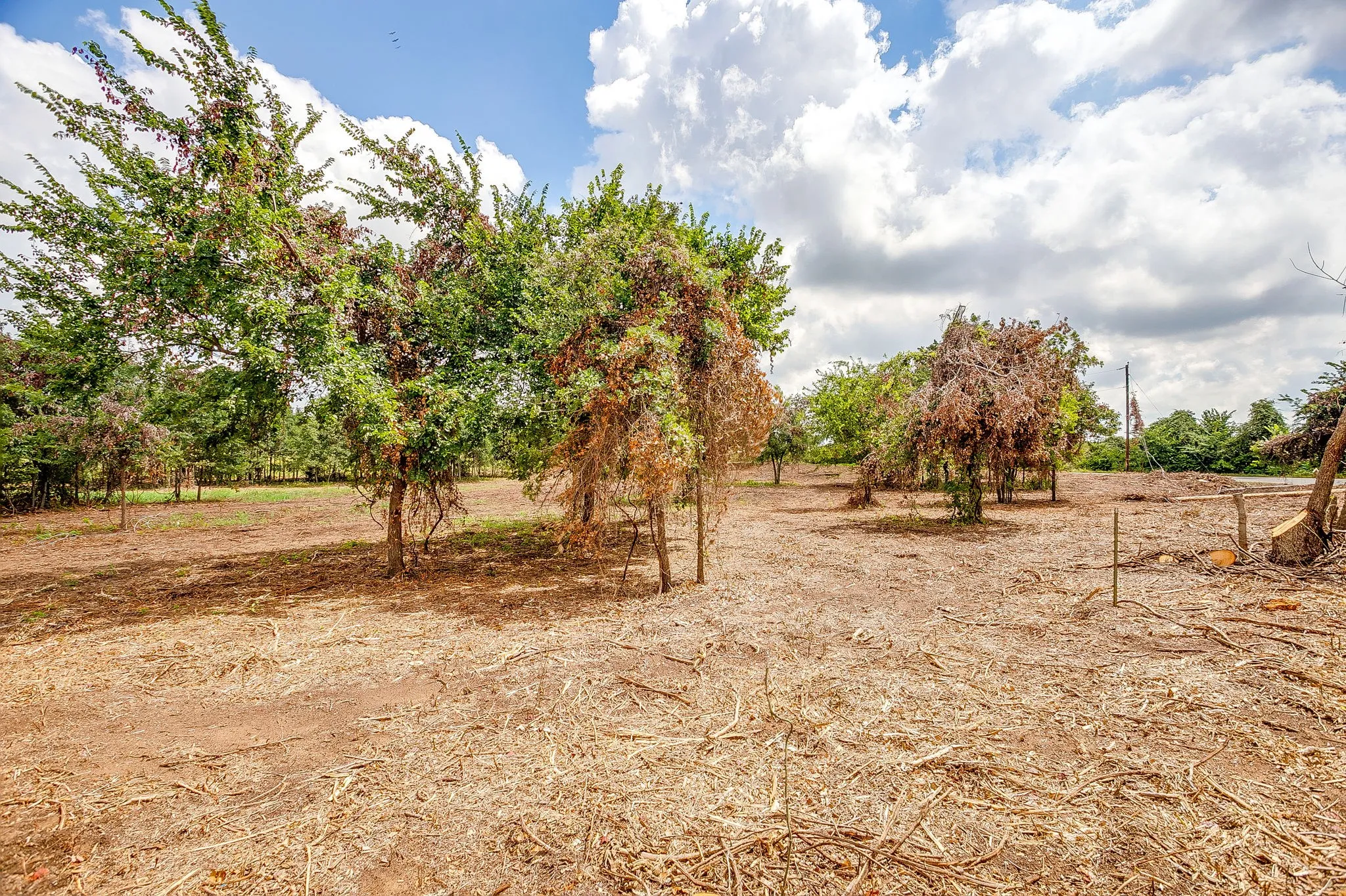 Unimproved Land For Sale in Parker County , TBD-1 Clover Drive, Poolville, Texas 76487, 0, 0, Garage spaces, 0 Sqft, built in 0, Price $125,000, mls#21331456, Real Estate Agent in Poolville, Homes For Sale in Parker county, Homes For Sale in Poolville, Realtor in Poolville Texas, Real Estate Brokerage Independent Realty Texas, Luminita Cordes Realtor