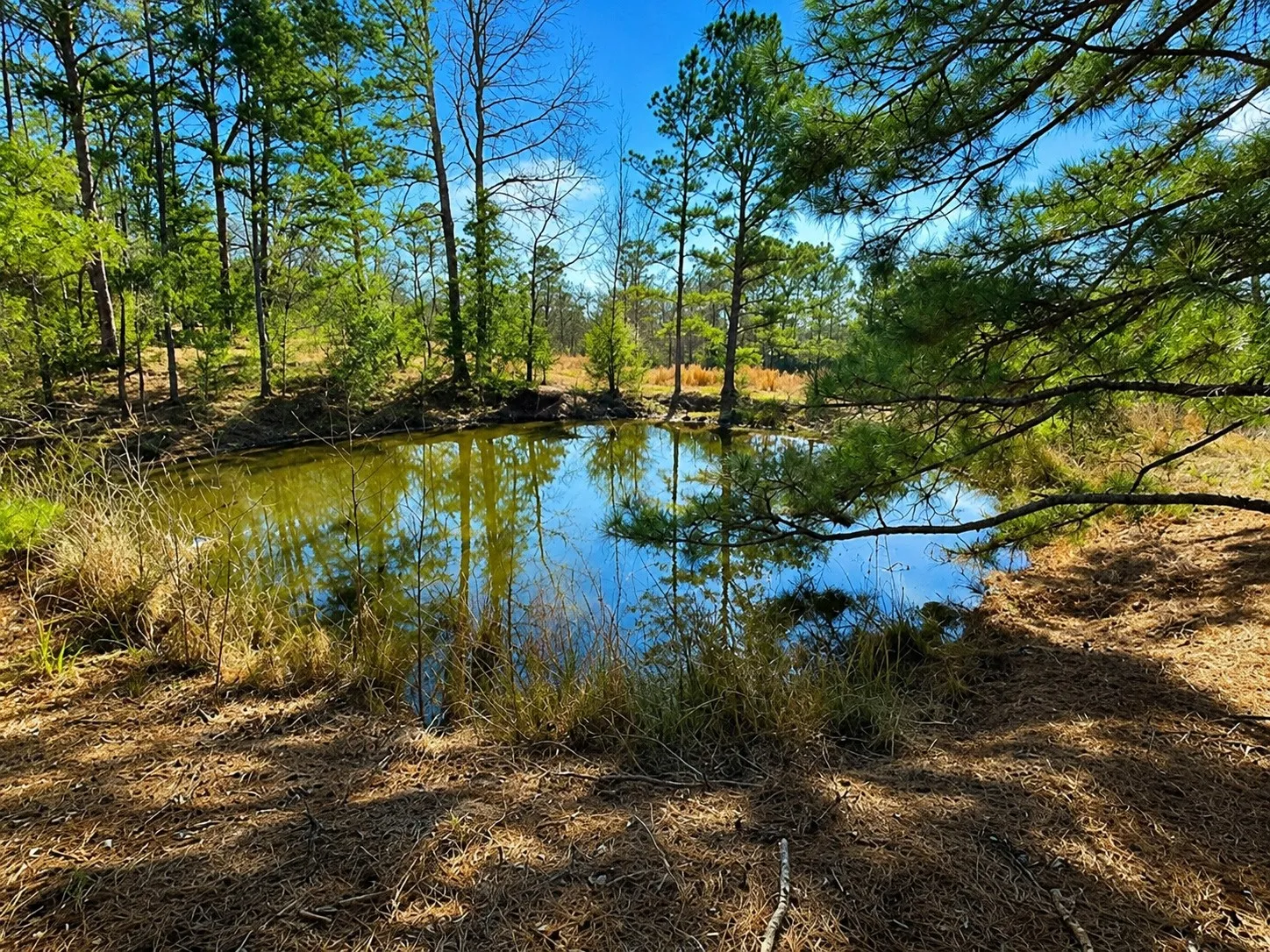 Unimproved Land For Sale in Wood County , 562 CR 4430, Winnsboro, Texas 75494, 0, 0, Garage spaces, 0 Sqft, built in 0, Price $896,000, mls#21330614, Real Estate Agent in Winnsboro, Homes For Sale in Wood county, Homes For Sale in Winnsboro, Realtor in Winnsboro Texas, Real Estate Brokerage Independent Realty Texas, Luminita Cordes Realtor