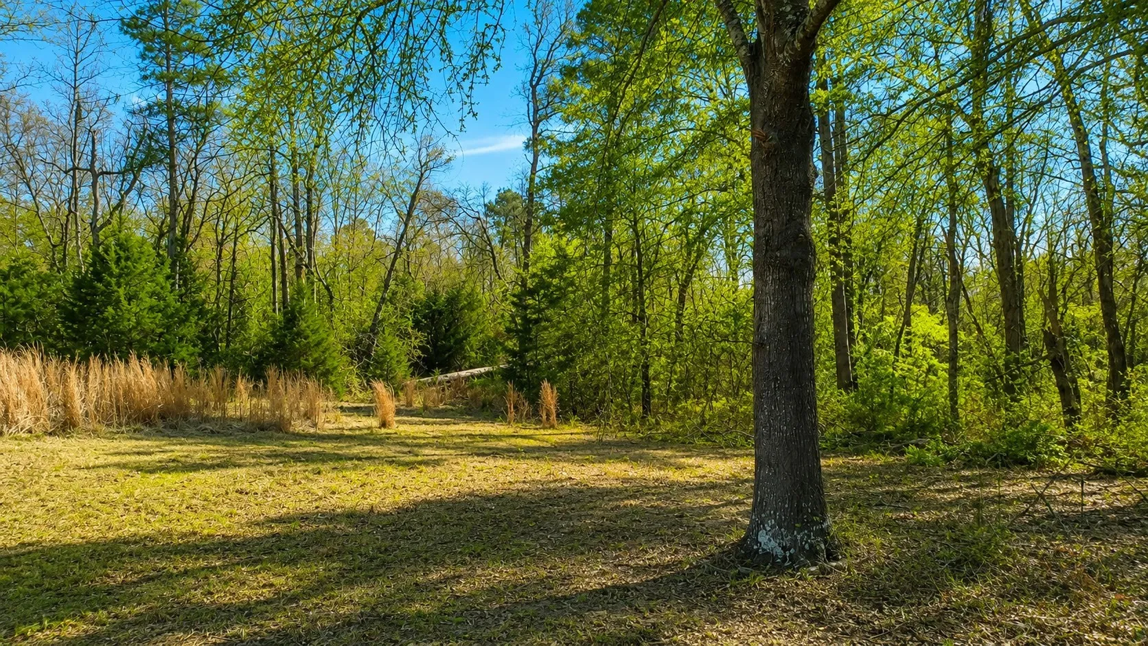 Unimproved Land For Sale in Wood County , 562 CR 4430, Winnsboro, Texas 75494, 0, 0, Garage spaces, 0 Sqft, built in 0, Price $896,000, mls#21330614, Real Estate Agent in Winnsboro, Homes For Sale in Wood county, Homes For Sale in Winnsboro, Realtor in Winnsboro Texas, Real Estate Brokerage Independent Realty Texas, Luminita Cordes Realtor
