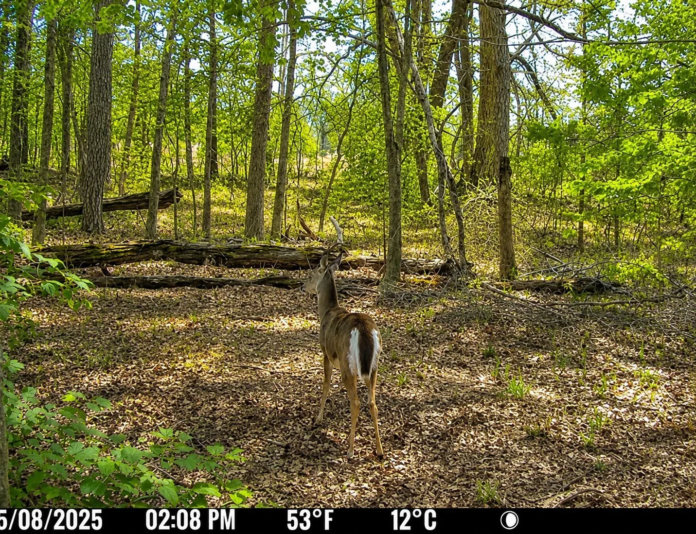 Unimproved Land For Sale in Wood County , 562 CR 4430, Winnsboro, Texas 75494, 0, 0, Garage spaces, 0 Sqft, built in 0, Price $896,000, mls#21330614, Real Estate Agent in Winnsboro, Homes For Sale in Wood county, Homes For Sale in Winnsboro, Realtor in Winnsboro Texas, Real Estate Brokerage Independent Realty Texas, Luminita Cordes Realtor