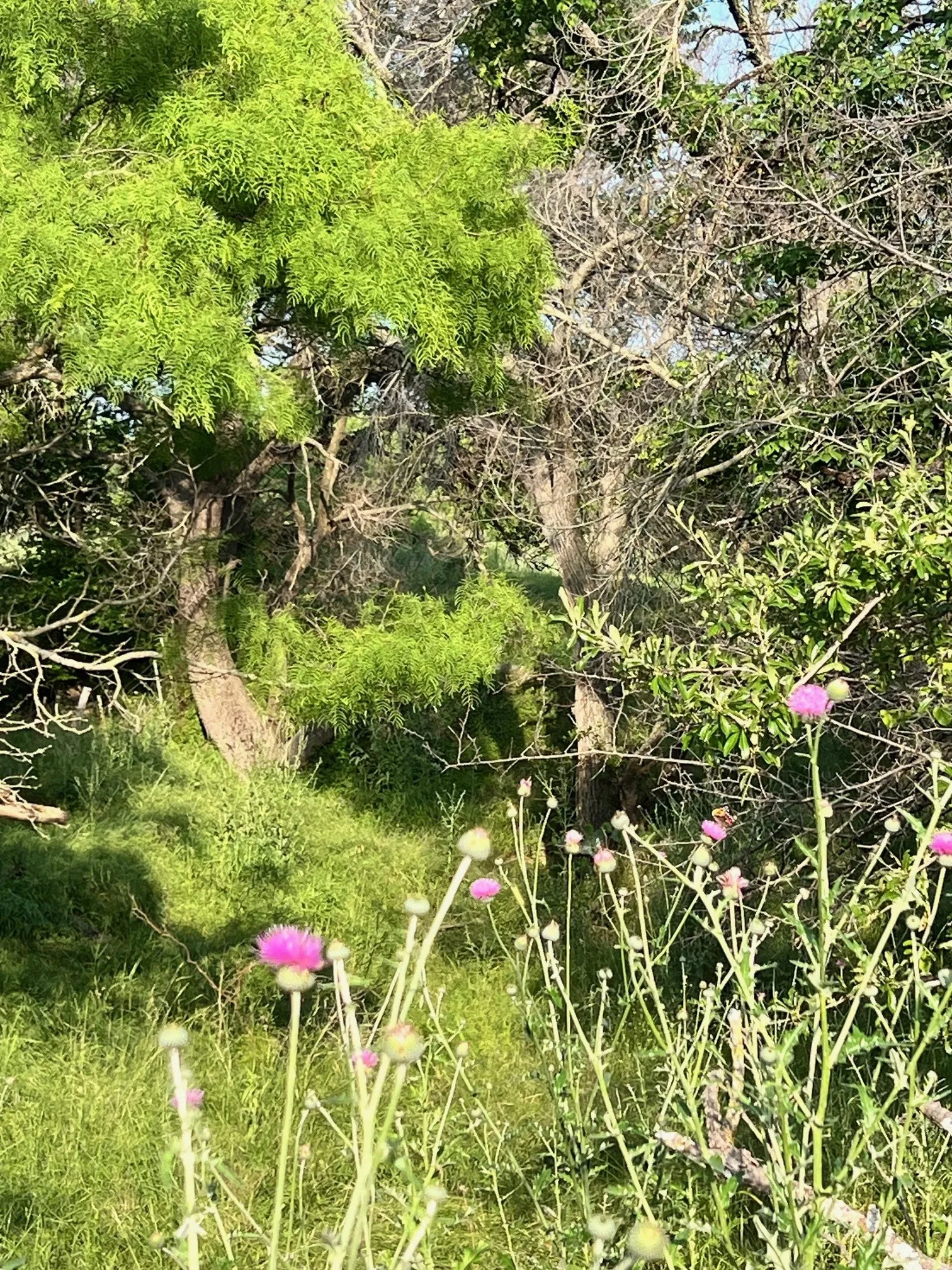 Unimproved Land For Sale in Comanche County , TBD S Hwy 16, Comanche, Texas 76442, 0, 0, Garage spaces, 0 Sqft, built in 0, mls#21331812, Real Estate Agent in Comanche, Homes For Sale in Comanche county, Homes For Sale in Comanche, Realtor in Comanche Texas, Real Estate Brokerage Independent Realty Texas, Luminita Cordes Realtor