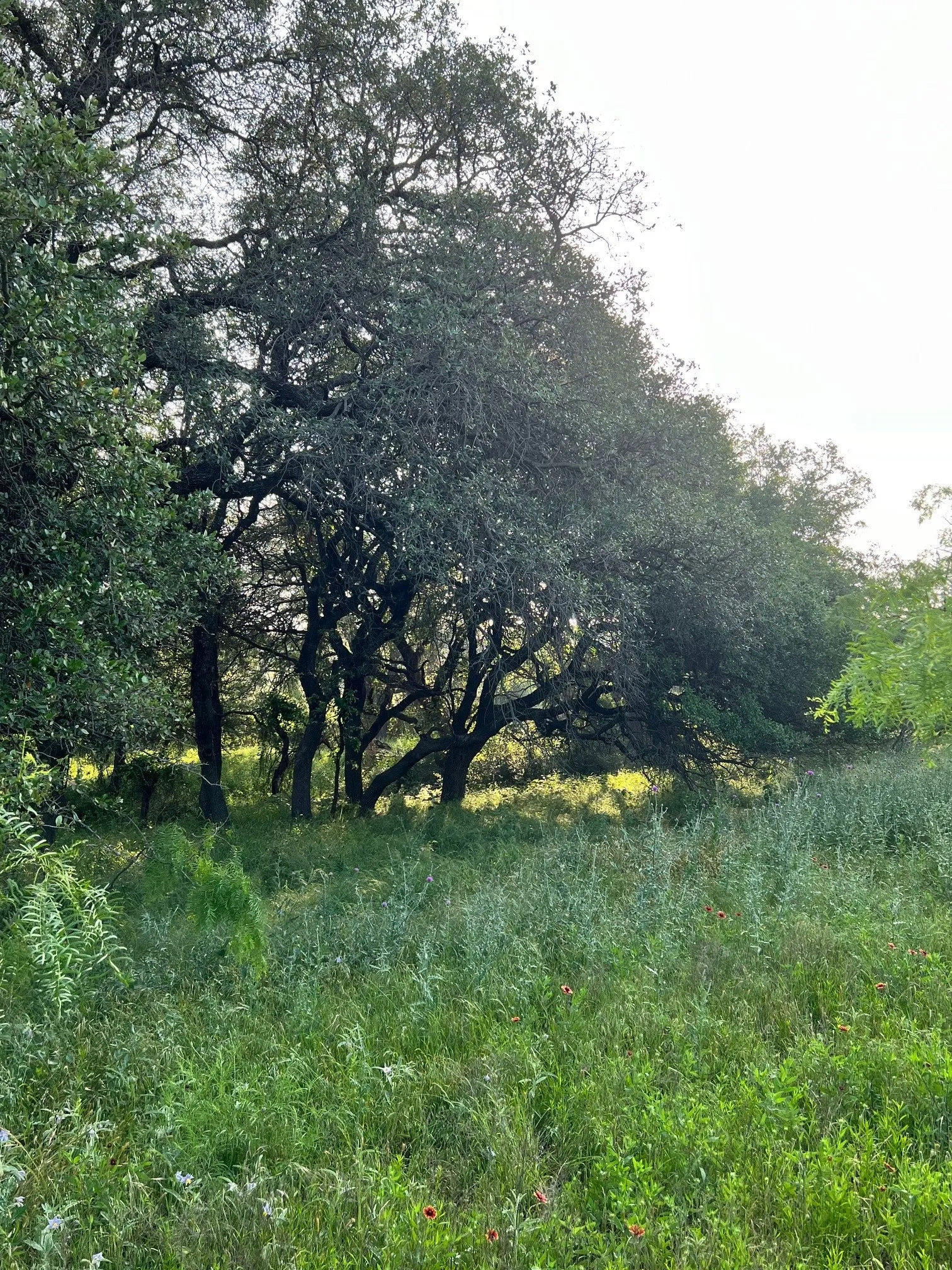 Unimproved Land For Sale in Comanche County , TBD S Hwy 16, Comanche, Texas 76442, 0, 0, Garage spaces, 0 Sqft, built in 0, mls#21331812, Real Estate Agent in Comanche, Homes For Sale in Comanche county, Homes For Sale in Comanche, Realtor in Comanche Texas, Real Estate Brokerage Independent Realty Texas, Luminita Cordes Realtor