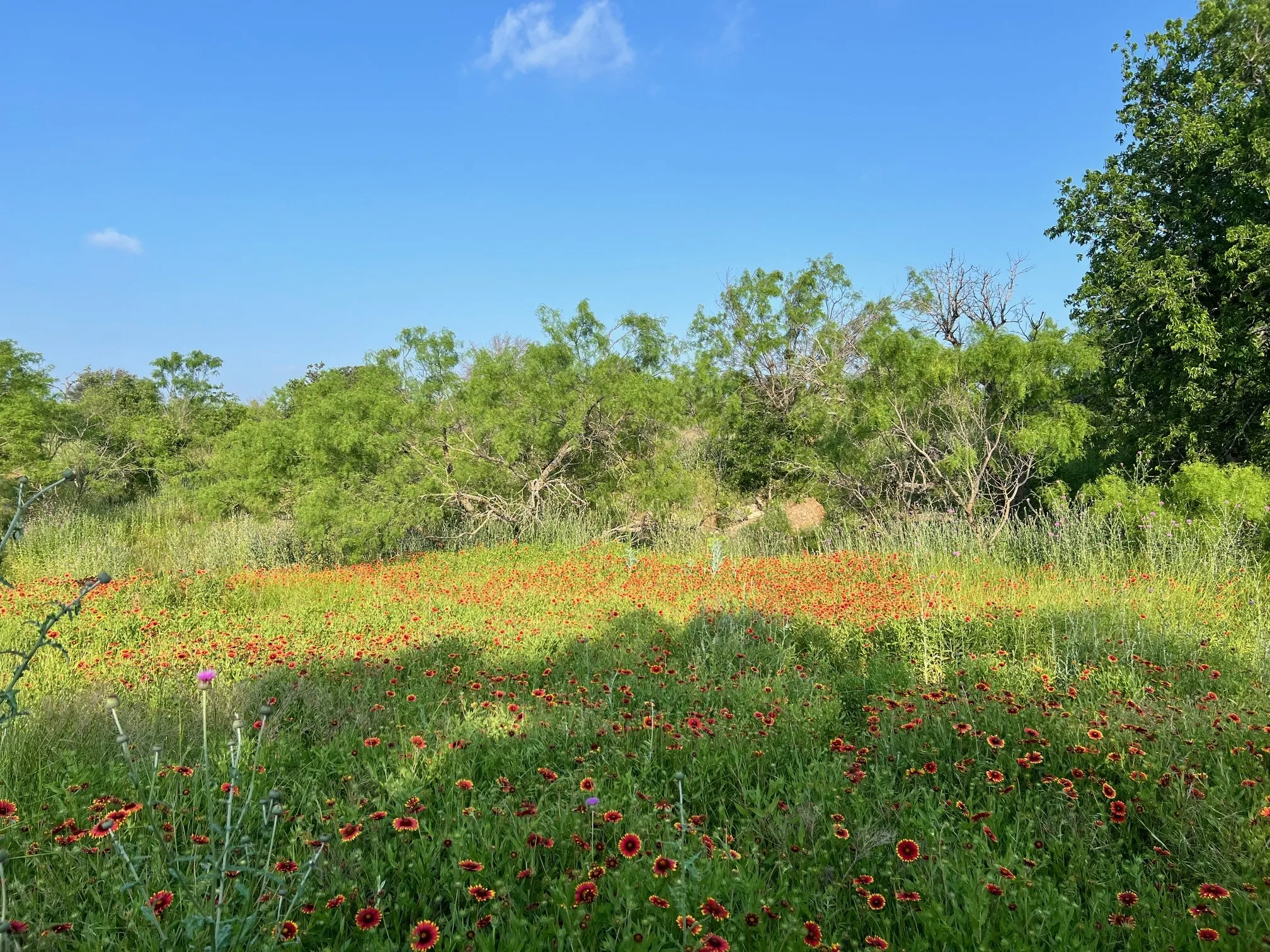 Unimproved Land For Sale in Comanche County , TBD S Hwy 16, Comanche, Texas 76442, 0, 0, Garage spaces, 0 Sqft, built in 0, mls#21331812, Real Estate Agent in Comanche, Homes For Sale in Comanche county, Homes For Sale in Comanche, Realtor in Comanche Texas, Real Estate Brokerage Independent Realty Texas, Luminita Cordes Realtor