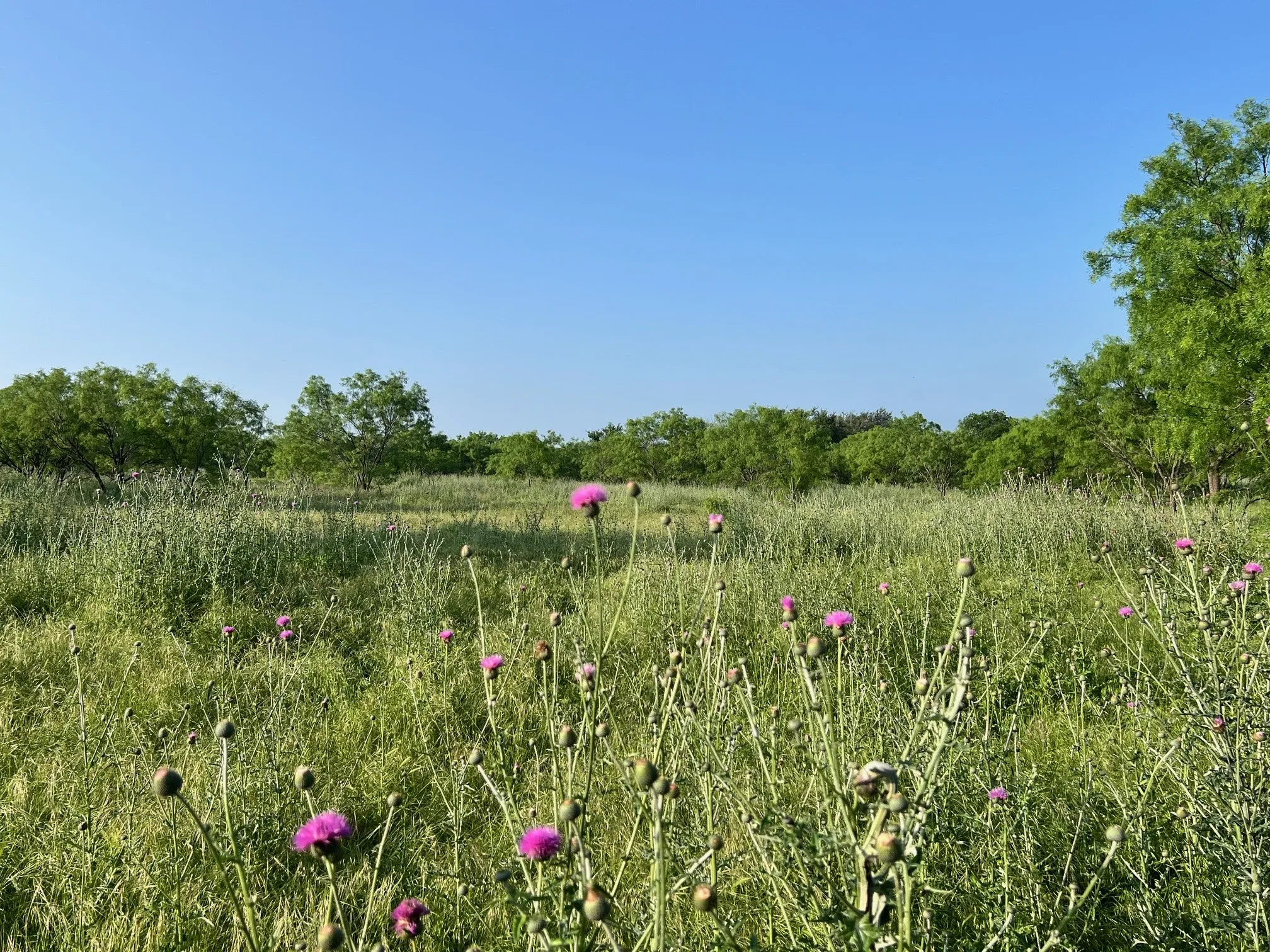 Unimproved Land For Sale in Comanche County , TBD S Hwy 16, Comanche, Texas 76442, 0, 0, Garage spaces, 0 Sqft, built in 0, mls#21331812, Real Estate Agent in Comanche, Homes For Sale in Comanche county, Homes For Sale in Comanche, Realtor in Comanche Texas, Real Estate Brokerage Independent Realty Texas, Luminita Cordes Realtor