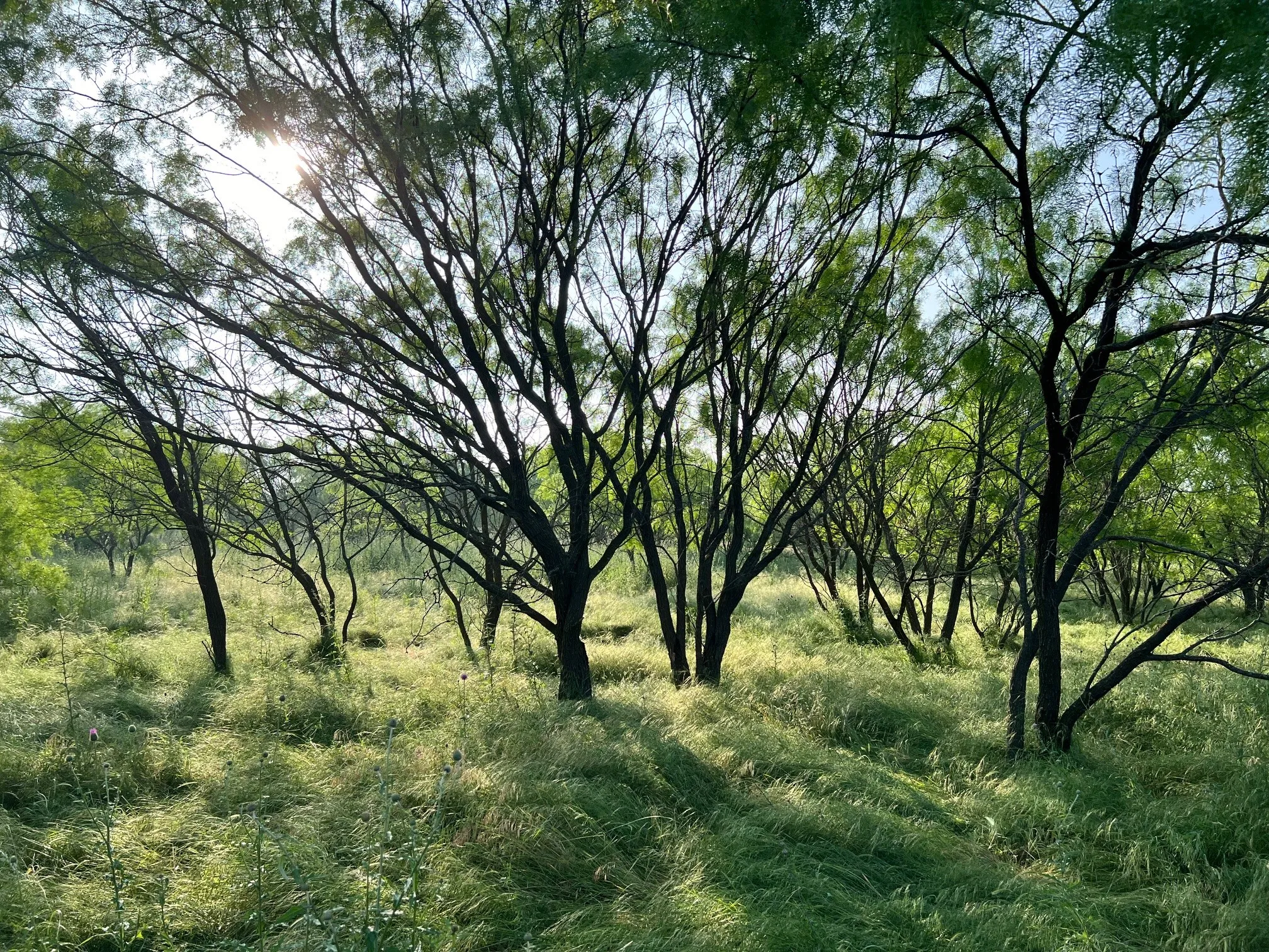 Unimproved Land For Sale in Comanche County , TBD S Hwy 16, Comanche, Texas 76442, 0, 0, Garage spaces, 0 Sqft, built in 0, mls#21331812, Real Estate Agent in Comanche, Homes For Sale in Comanche county, Homes For Sale in Comanche, Realtor in Comanche Texas, Real Estate Brokerage Independent Realty Texas, Luminita Cordes Realtor