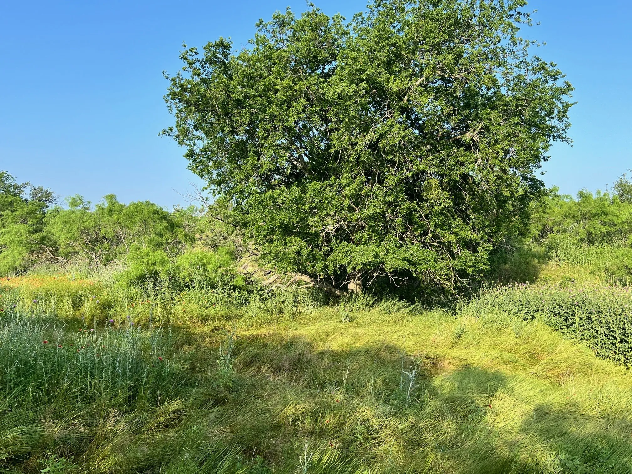 Unimproved Land For Sale in Comanche County , TBD S Hwy 16, Comanche, Texas 76442, 0, 0, Garage spaces, 0 Sqft, built in 0, mls#21331812, Real Estate Agent in Comanche, Homes For Sale in Comanche county, Homes For Sale in Comanche, Realtor in Comanche Texas, Real Estate Brokerage Independent Realty Texas, Luminita Cordes Realtor