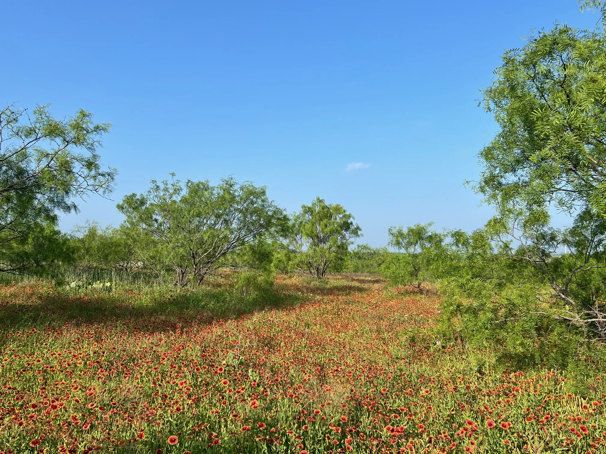 Unimproved Land For Sale in Comanche County , TBD S Hwy 16, Comanche, Texas 76442, 0, 0, Garage spaces, 0 Sqft, built in 0, mls#21331812, Real Estate Agent in Comanche, Homes For Sale in Comanche county, Homes For Sale in Comanche, Realtor in Comanche Texas, Real Estate Brokerage Independent Realty Texas, Luminita Cordes Realtor
