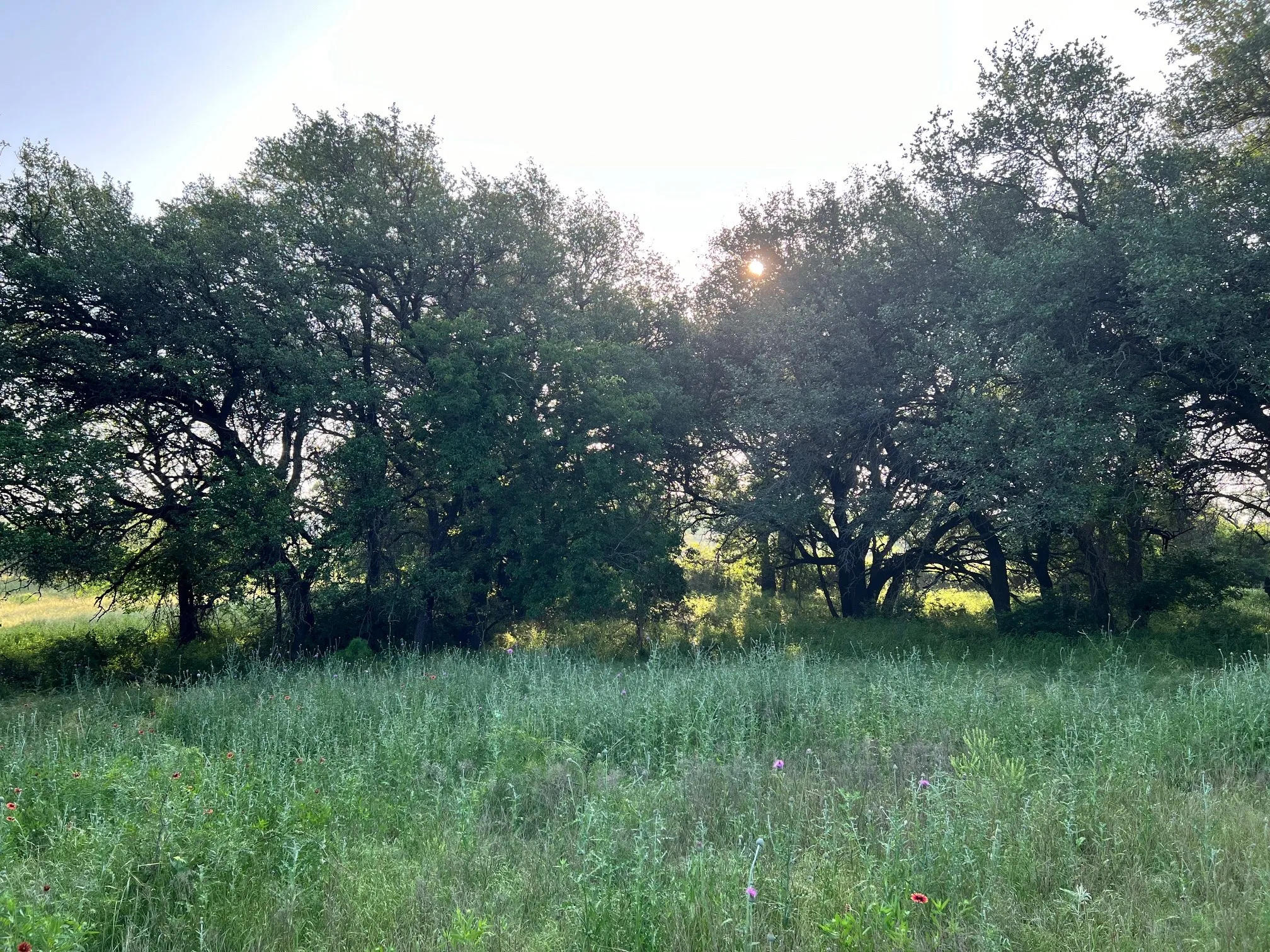 Unimproved Land For Sale in Comanche County , TBD S Hwy 16, Comanche, Texas 76442, 0, 0, Garage spaces, 0 Sqft, built in 0, mls#21331812, Real Estate Agent in Comanche, Homes For Sale in Comanche county, Homes For Sale in Comanche, Realtor in Comanche Texas, Real Estate Brokerage Independent Realty Texas, Luminita Cordes Realtor