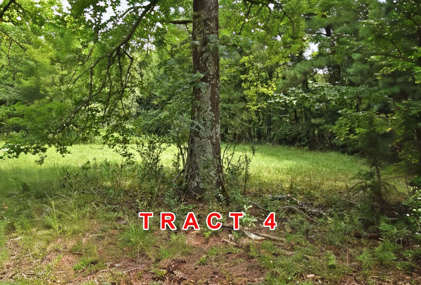 Unimproved Land For Sale in Red River (TX) County , Tract 4 County Road 3117, Clarksville, Texas 75426, 0, 0, Garage spaces, 0 Sqft, built in 0, Price $65,000, mls#21331849, Real Estate Agent in Clarksville, Homes For Sale in Red River (TX) county, Homes For Sale in Clarksville, Realtor in Clarksville Texas, Real Estate Brokerage Independent Realty Texas, Luminita Cordes Realtor