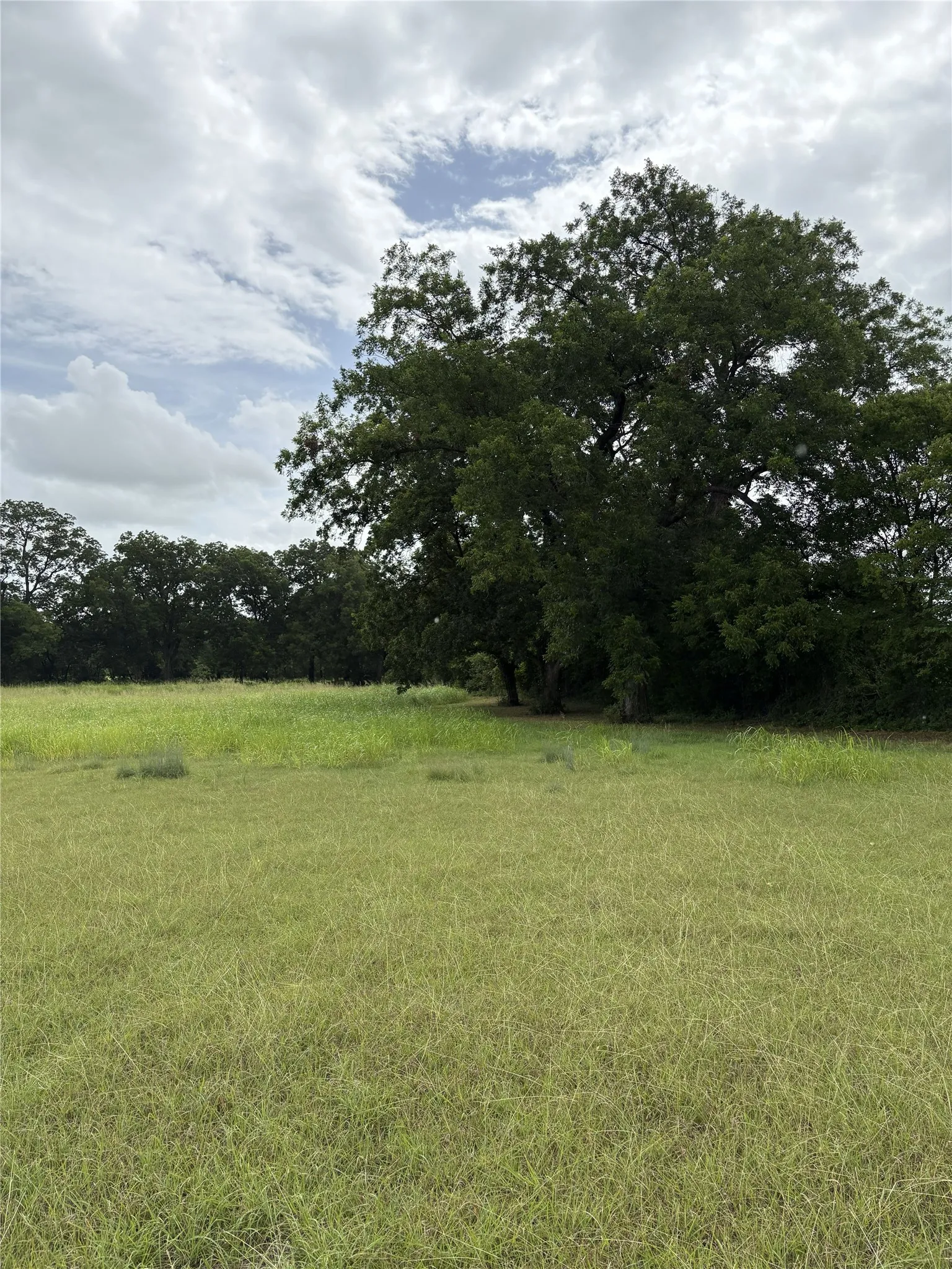Large Native Pecan Trees Along South fence line