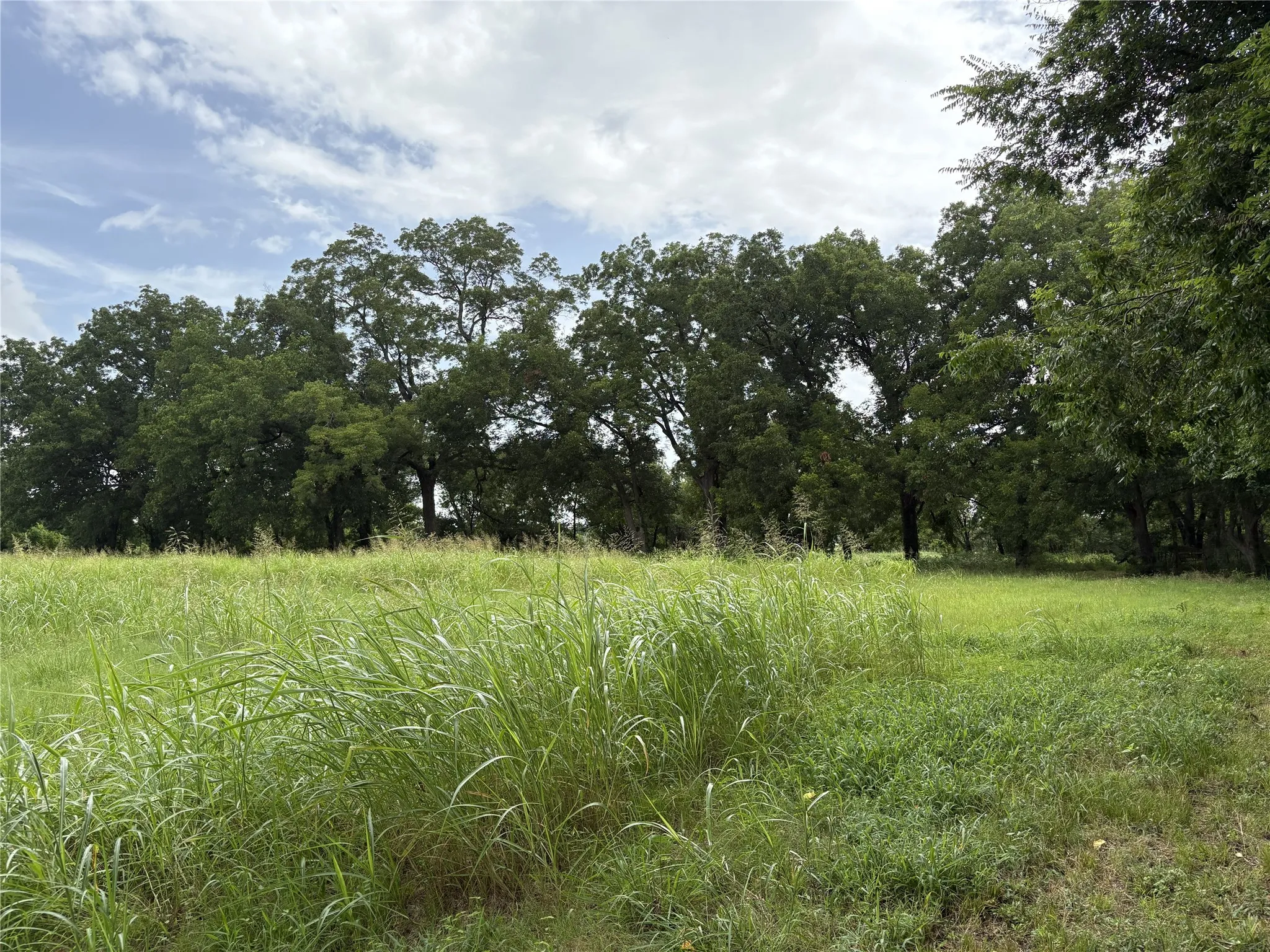 Native Pecan Trees on Eastern side of the property