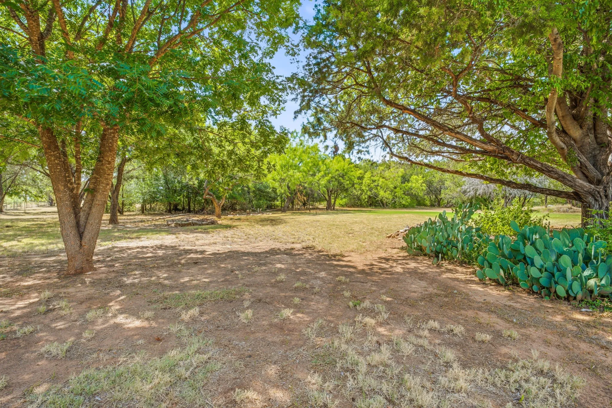 Expansive open area featuring mature trees and established prickly pear cactus plantings