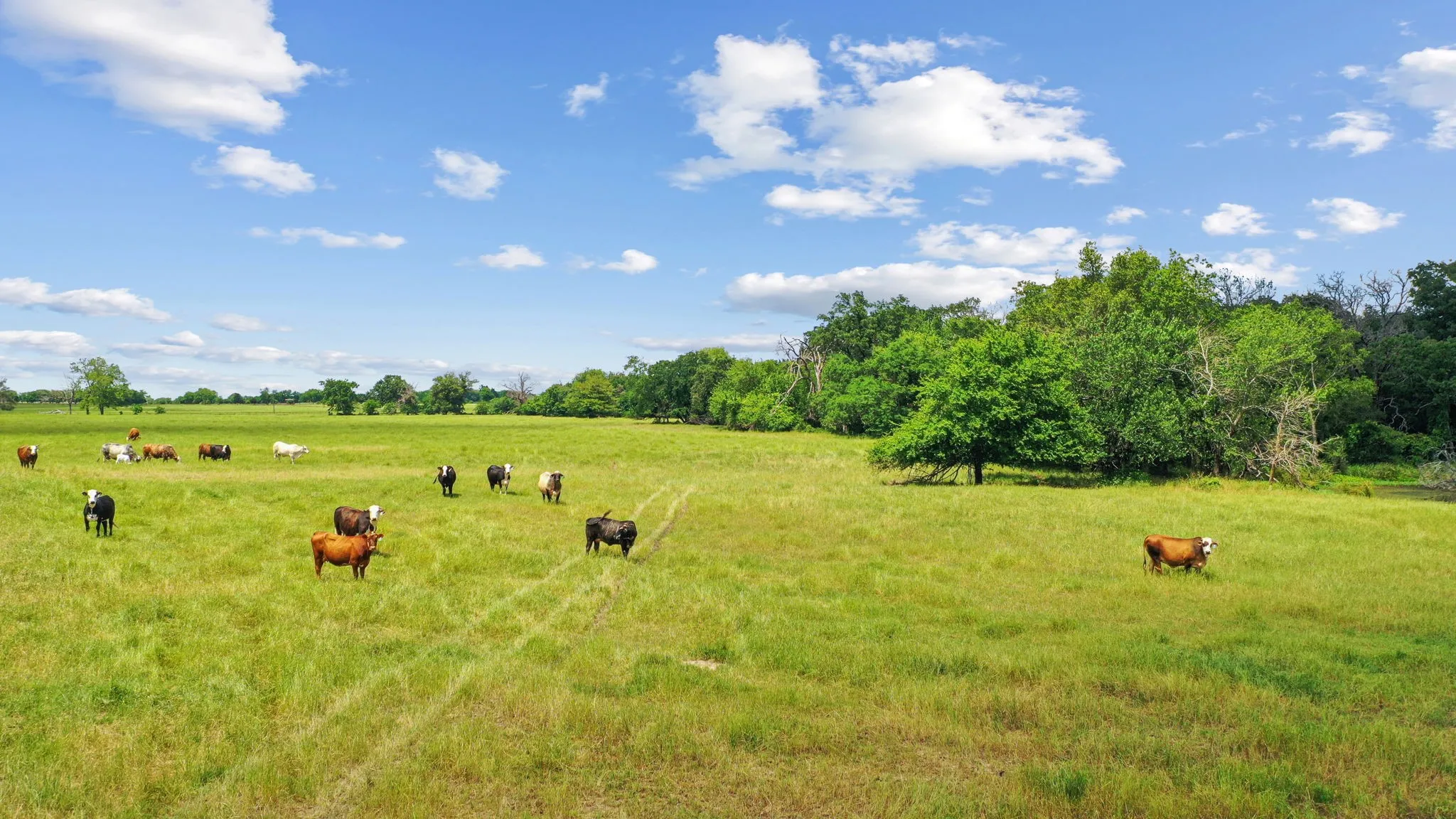 Ranch For Sale in Hunt County , 1080 Grand Oaks Ranch Road, Greenville, Texas 75401, 0, 0, Garage spaces, 0 Sqft, built in 0, Price $3,332,550, mls#21331797, Real Estate Agent in Greenville, Homes For Sale in Hunt county, Homes For Sale in Greenville, Realtor in Greenville Texas, Real Estate Brokerage Independent Realty Texas, Luminita Cordes Realtor