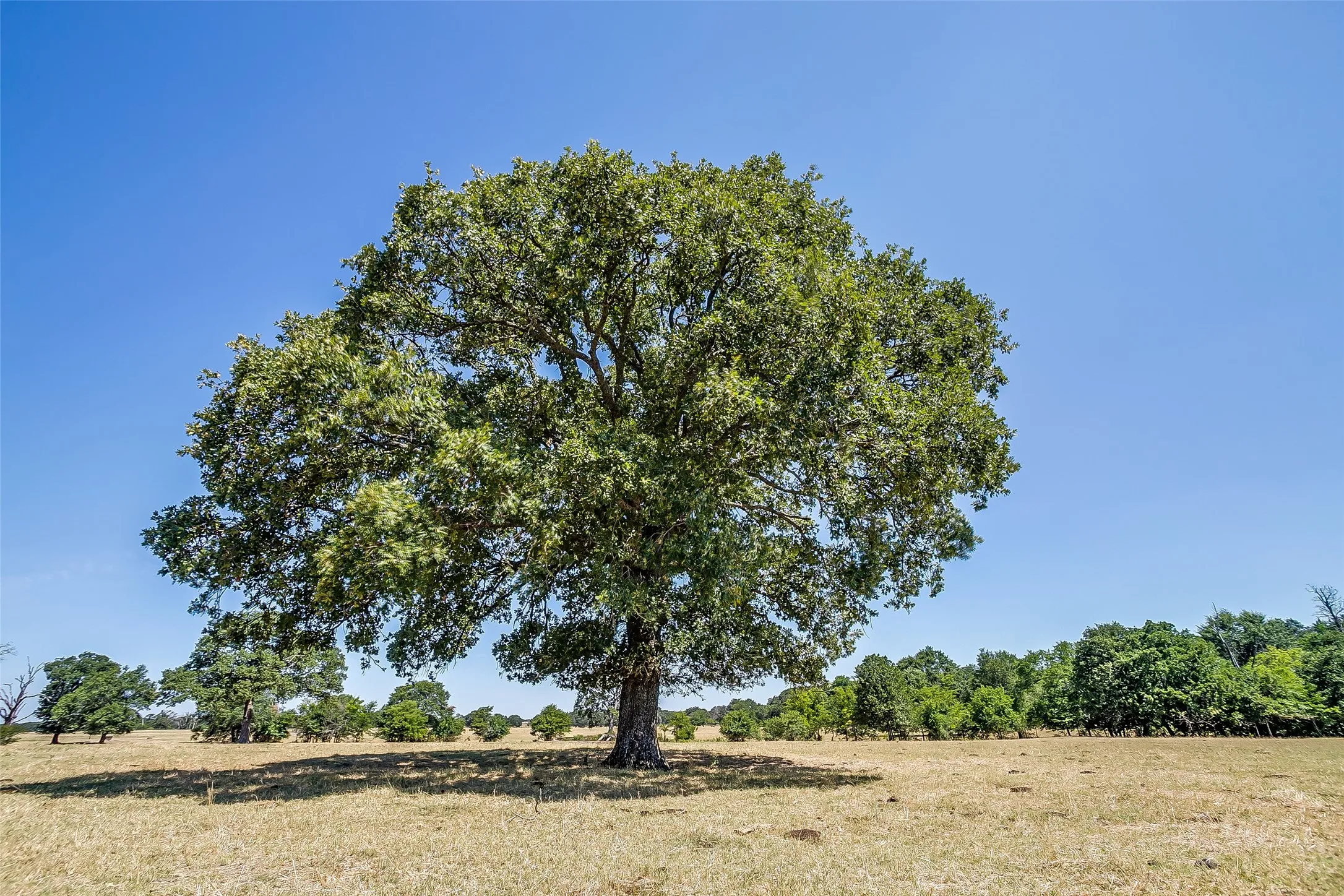 Ranch For Sale in Hunt County , 1080 Grand Oaks Ranch Road, Greenville, Texas 75401, 0, 0, Garage spaces, 0 Sqft, built in 0, Price $3,332,550, mls#21331797, Real Estate Agent in Greenville, Homes For Sale in Hunt county, Homes For Sale in Greenville, Realtor in Greenville Texas, Real Estate Brokerage Independent Realty Texas, Luminita Cordes Realtor