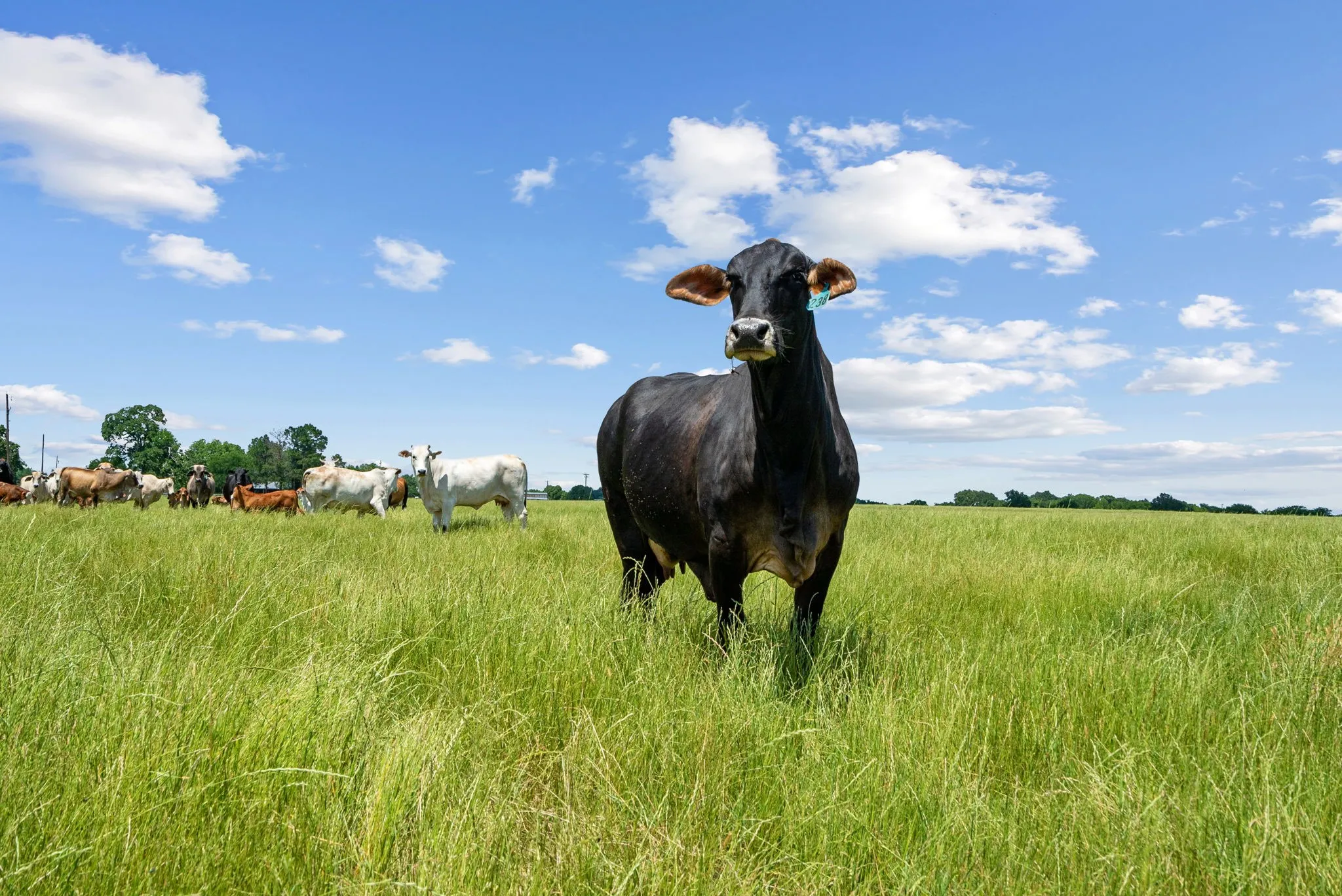 Ranch For Sale in Hunt County , 1080 Grand Oaks Ranch Road, Greenville, Texas 75401, 0, 0, Garage spaces, 0 Sqft, built in 0, Price $3,332,550, mls#21331797, Real Estate Agent in Greenville, Homes For Sale in Hunt county, Homes For Sale in Greenville, Realtor in Greenville Texas, Real Estate Brokerage Independent Realty Texas, Luminita Cordes Realtor