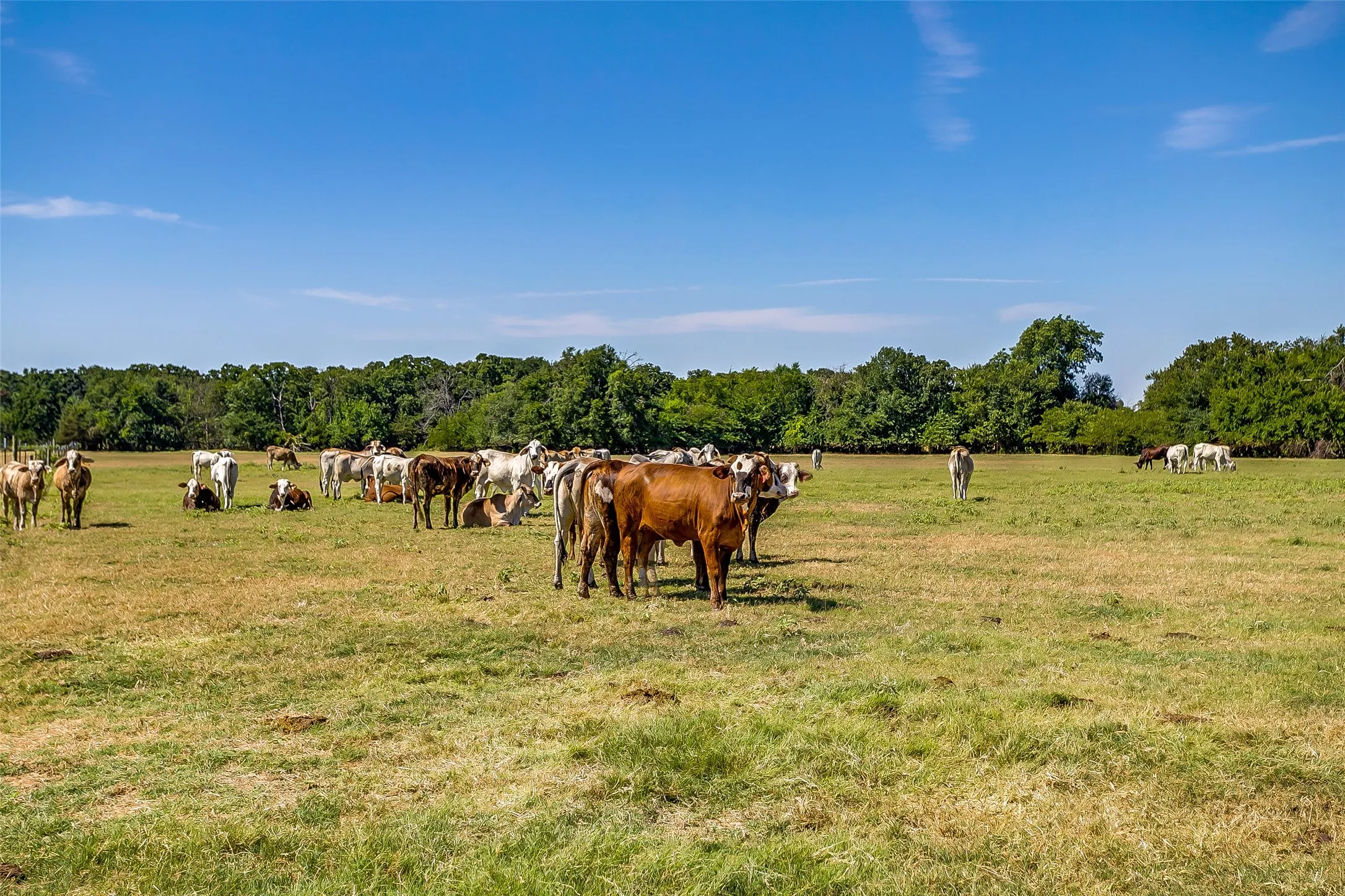 Ranch For Sale in Hunt County , 1080 Grand Oaks Ranch Road, Greenville, Texas 75401, 0, 0, Garage spaces, 0 Sqft, built in 0, Price $3,332,550, mls#21331797, Real Estate Agent in Greenville, Homes For Sale in Hunt county, Homes For Sale in Greenville, Realtor in Greenville Texas, Real Estate Brokerage Independent Realty Texas, Luminita Cordes Realtor