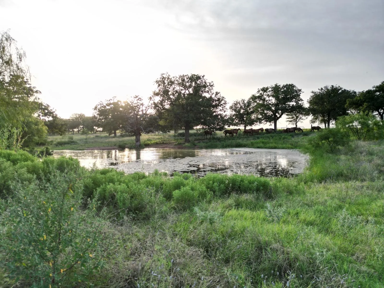 Single Family Residence For Sale in Comanche County , 951 FM 1476, Dublin, Texas 76446, 4 Bedrooms, 4 Bathrooms, 2 Garage spaces, 3,115 Sqft, built in 1969, Price $5,400,000, mls#21332063, Real Estate Agent in Dublin, Homes For Sale in Comanche county, Homes For Sale in Dublin, Realtor in Dublin Texas, Real Estate Brokerage Independent Realty Texas, Luminita Cordes Realtor