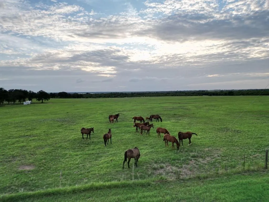 Single Family Residence For Sale in Comanche County , 951 FM 1476, Dublin, Texas 76446, 4 Bedrooms, 4 Bathrooms, 2 Garage spaces, 3,115 Sqft, built in 1969, Price $5,400,000, mls#21332063, Real Estate Agent in Dublin, Homes For Sale in Comanche county, Homes For Sale in Dublin, Realtor in Dublin Texas, Real Estate Brokerage Independent Realty Texas, Luminita Cordes Realtor
