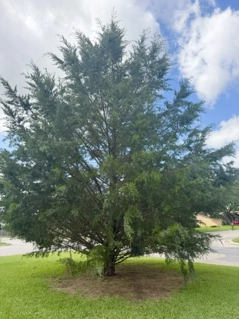 Beautiful tree planted by owner