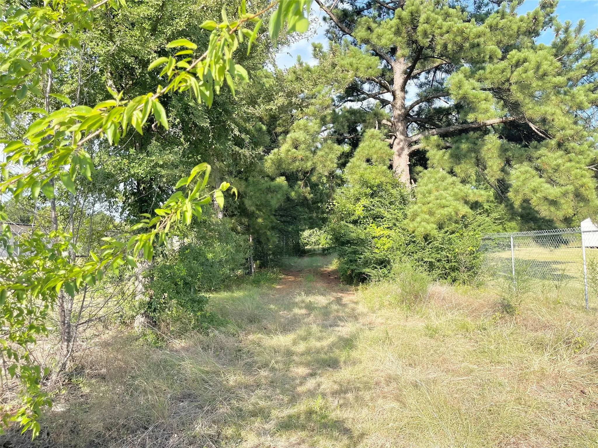 Hidden driveway among the tall trees