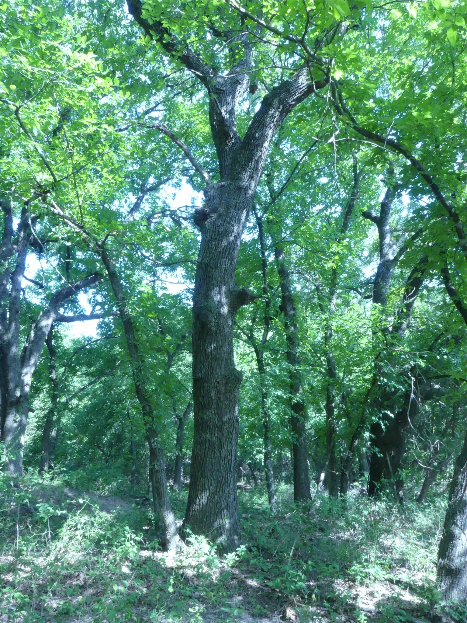 Unimproved Land For Sale in Montague County , 1691 W Alamo Road, Bowie, Texas 76230, 0, 0, Garage spaces, 0 Sqft, built in 0, mls#21332827, Real Estate Agent in Bowie, Homes For Sale in Montague county, Homes For Sale in Bowie, Realtor in Bowie Texas, Real Estate Brokerage Independent Realty Texas, Luminita Cordes Realtor