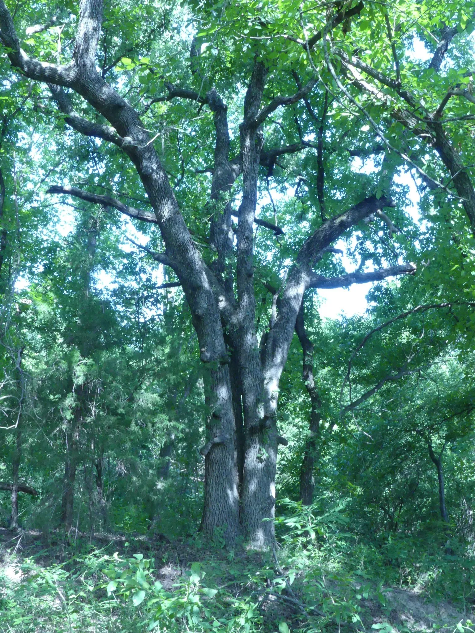 Unimproved Land For Sale in Montague County , 1691 W Alamo Road, Bowie, Texas 76230, 0, 0, Garage spaces, 0 Sqft, built in 0, mls#21332827, Real Estate Agent in Bowie, Homes For Sale in Montague county, Homes For Sale in Bowie, Realtor in Bowie Texas, Real Estate Brokerage Independent Realty Texas, Luminita Cordes Realtor