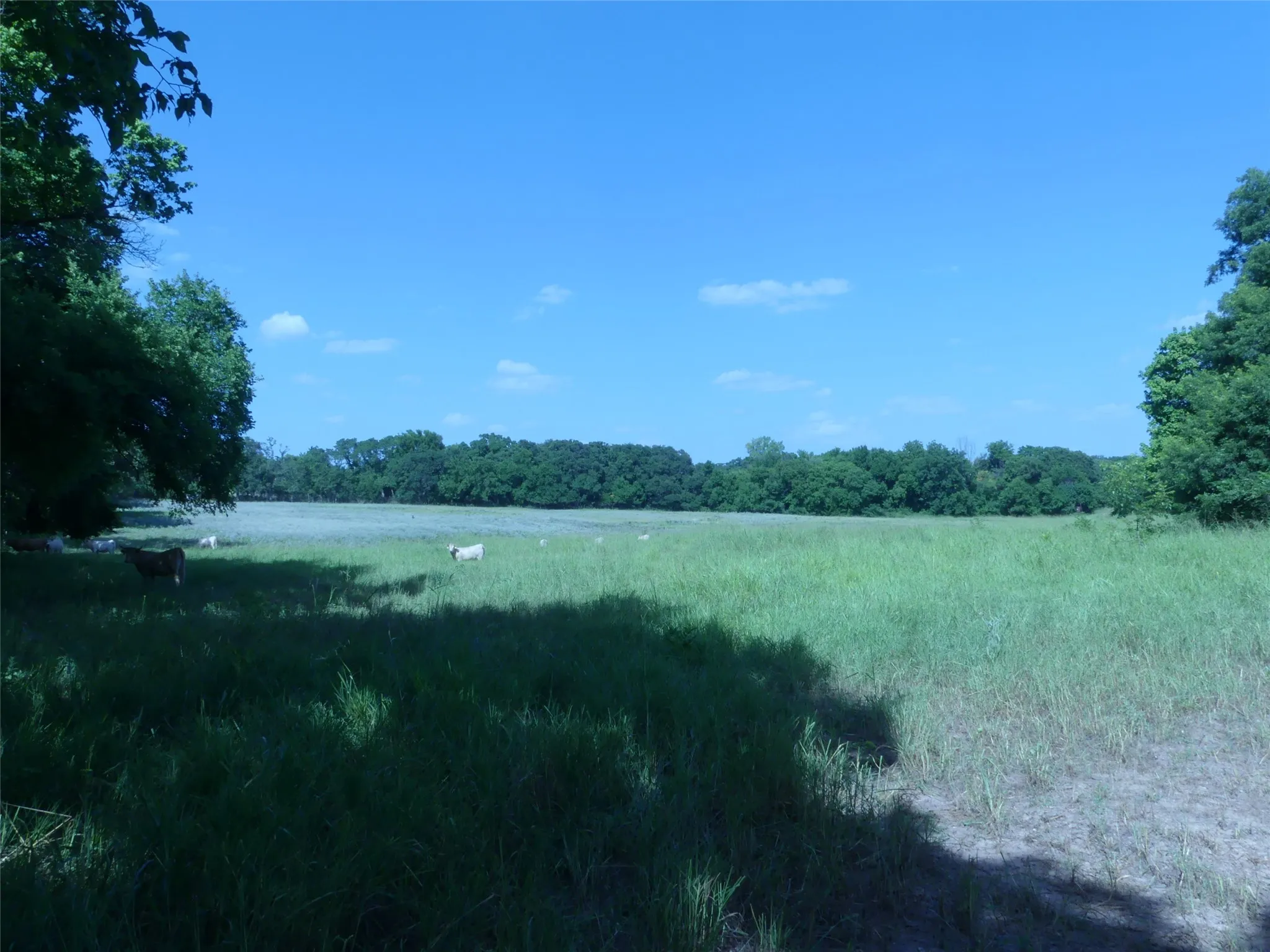 Unimproved Land For Sale in Montague County , 1691 W Alamo Road, Bowie, Texas 76230, 0, 0, Garage spaces, 0 Sqft, built in 0, mls#21332827, Real Estate Agent in Bowie, Homes For Sale in Montague county, Homes For Sale in Bowie, Realtor in Bowie Texas, Real Estate Brokerage Independent Realty Texas, Luminita Cordes Realtor