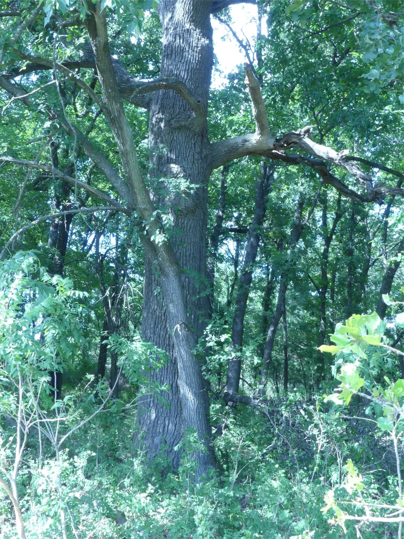 Unimproved Land For Sale in Montague County , 1691 W Alamo Road, Bowie, Texas 76230, 0, 0, Garage spaces, 0 Sqft, built in 0, mls#21332827, Real Estate Agent in Bowie, Homes For Sale in Montague county, Homes For Sale in Bowie, Realtor in Bowie Texas, Real Estate Brokerage Independent Realty Texas, Luminita Cordes Realtor