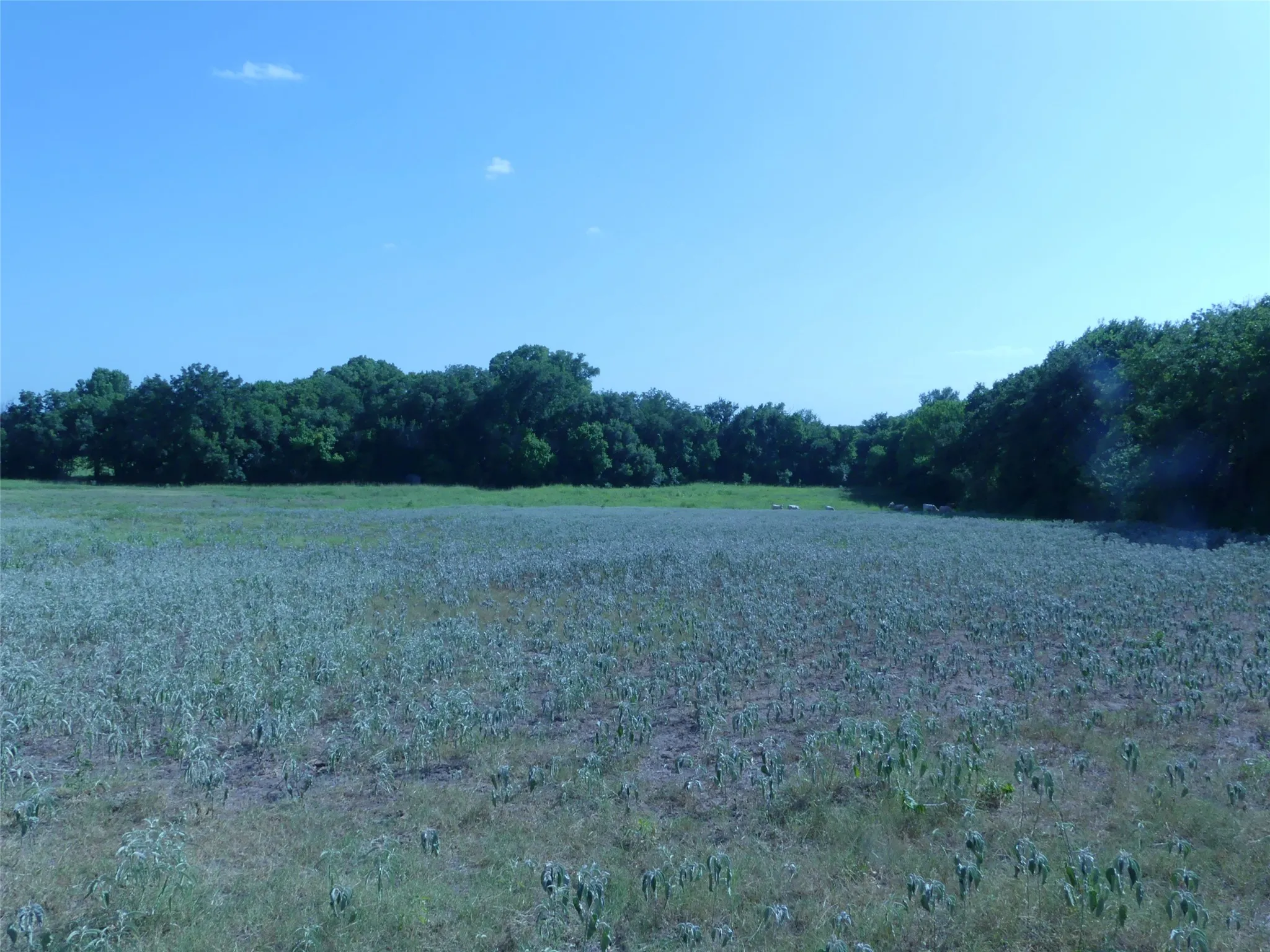 Unimproved Land For Sale in Montague County , 1691 W Alamo Road, Bowie, Texas 76230, 0, 0, Garage spaces, 0 Sqft, built in 0, mls#21332827, Real Estate Agent in Bowie, Homes For Sale in Montague county, Homes For Sale in Bowie, Realtor in Bowie Texas, Real Estate Brokerage Independent Realty Texas, Luminita Cordes Realtor