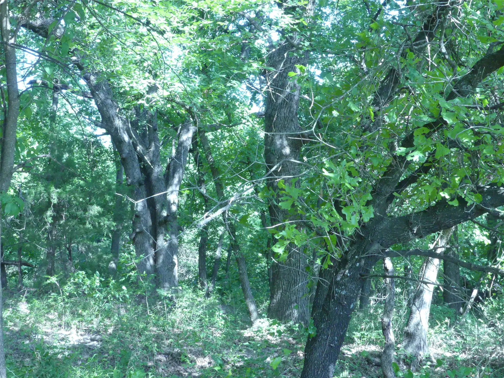 Unimproved Land For Sale in Montague County , 1691 W Alamo Road, Bowie, Texas 76230, 0, 0, Garage spaces, 0 Sqft, built in 0, mls#21332827, Real Estate Agent in Bowie, Homes For Sale in Montague county, Homes For Sale in Bowie, Realtor in Bowie Texas, Real Estate Brokerage Independent Realty Texas, Luminita Cordes Realtor
